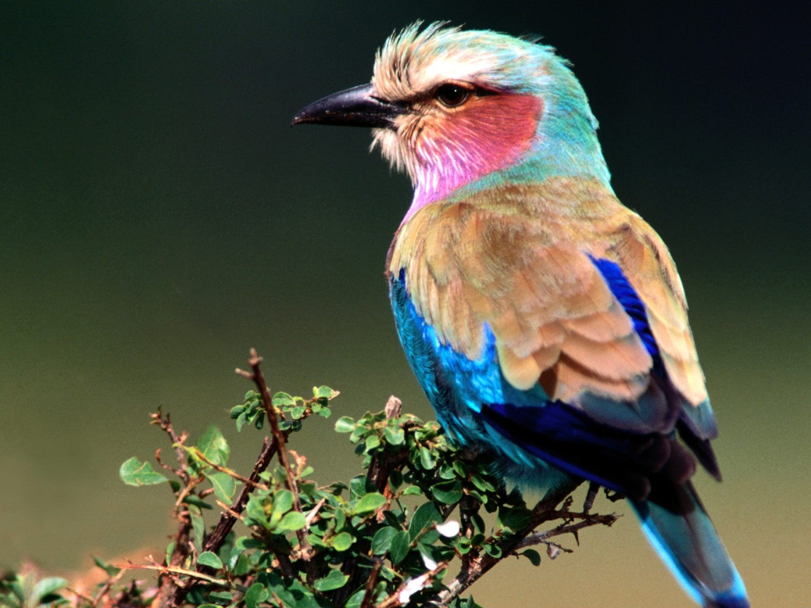 Animal Lilac Breasted Roller 1600x1200