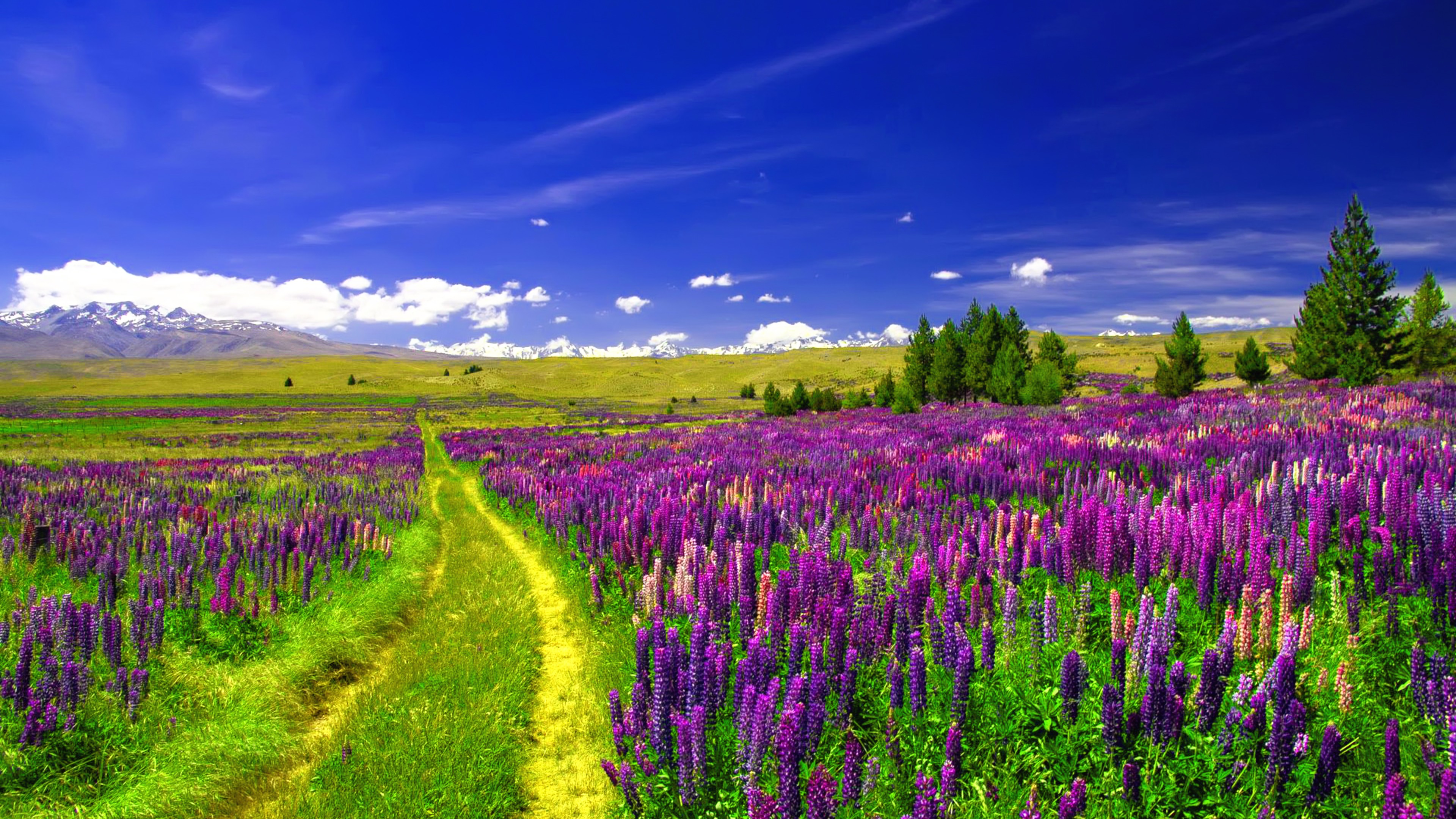 Field Flower Landscape Lupine Path Purple Flower 3840x2160