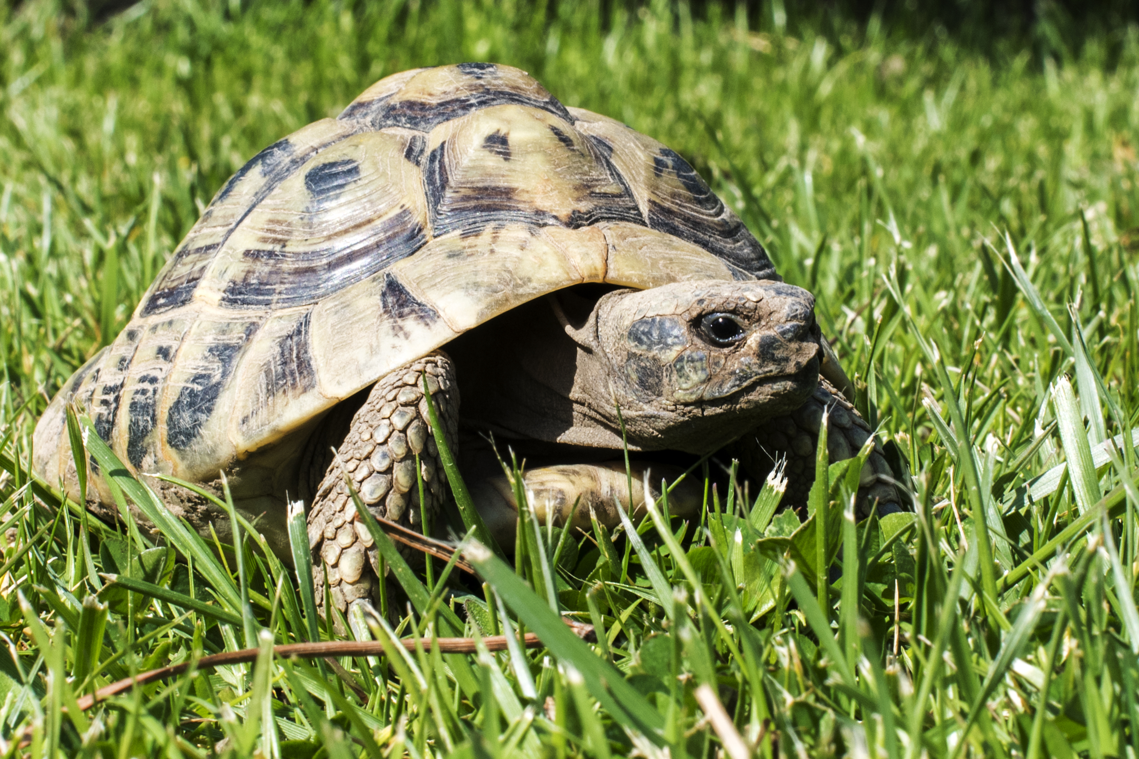 Grass Tortoise Turtle 4800x3200