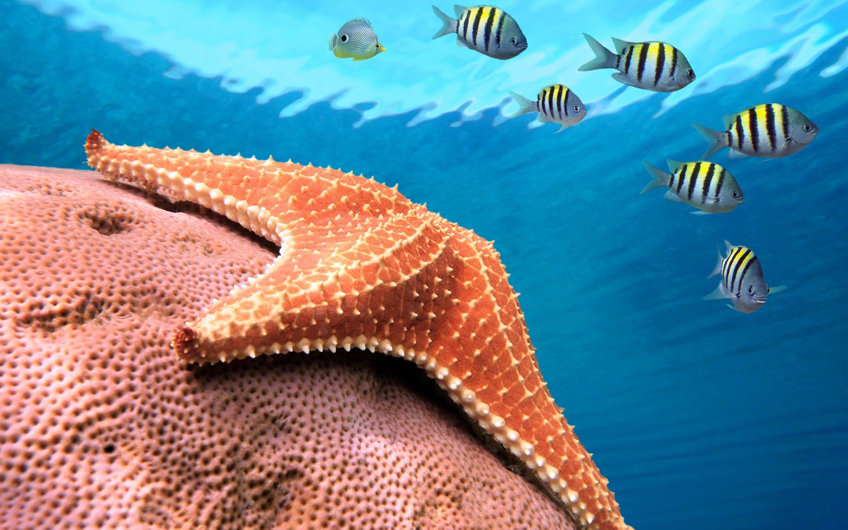 Animal Starfish 2880x1800