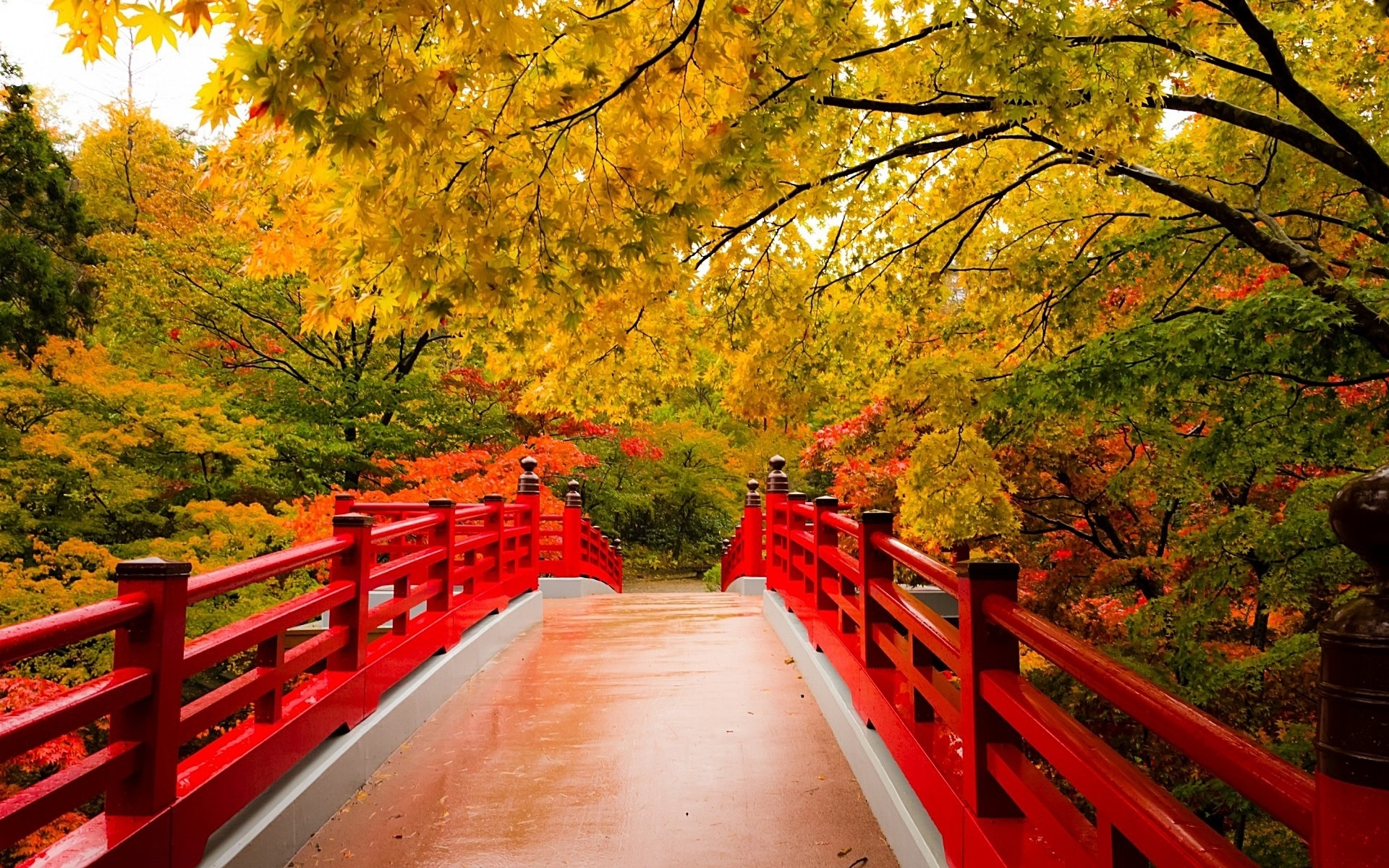 Bridge Fall Foliage Japanese Garden Tree 1920x1200