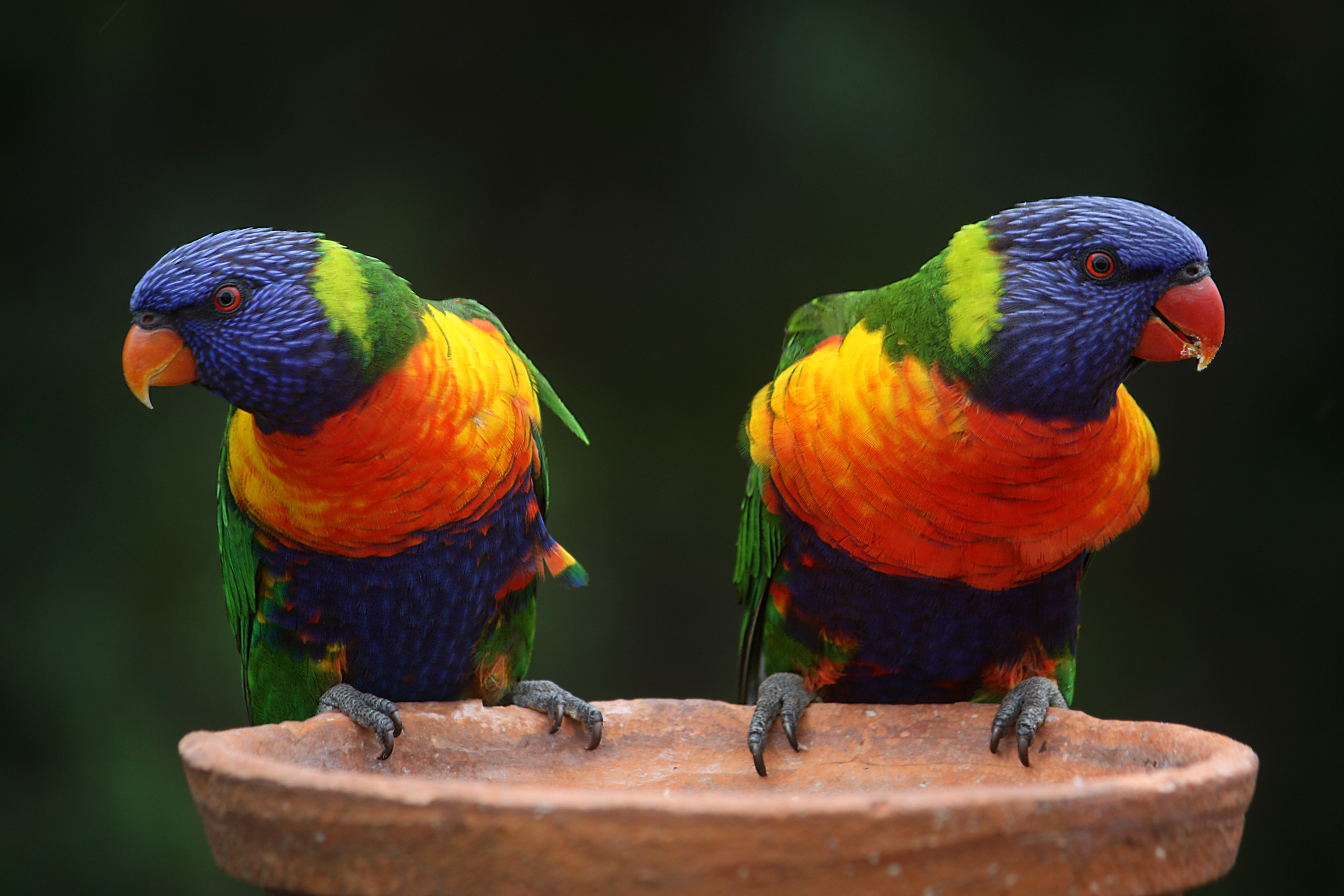 Bird Parrot Rainbow Lorikeet 4272x2848