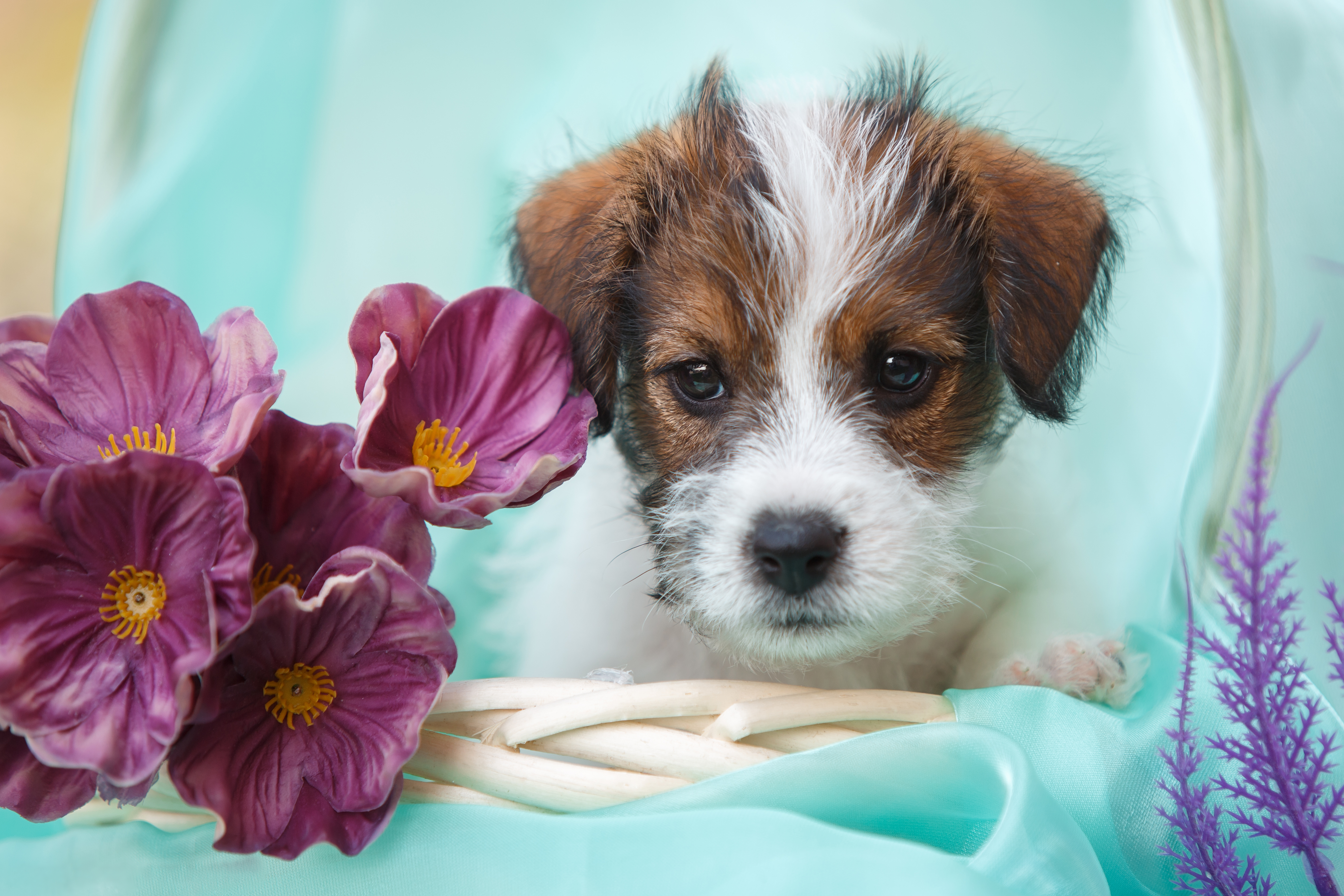 Dog Jack Russell Terrier Puppy 5007x3338