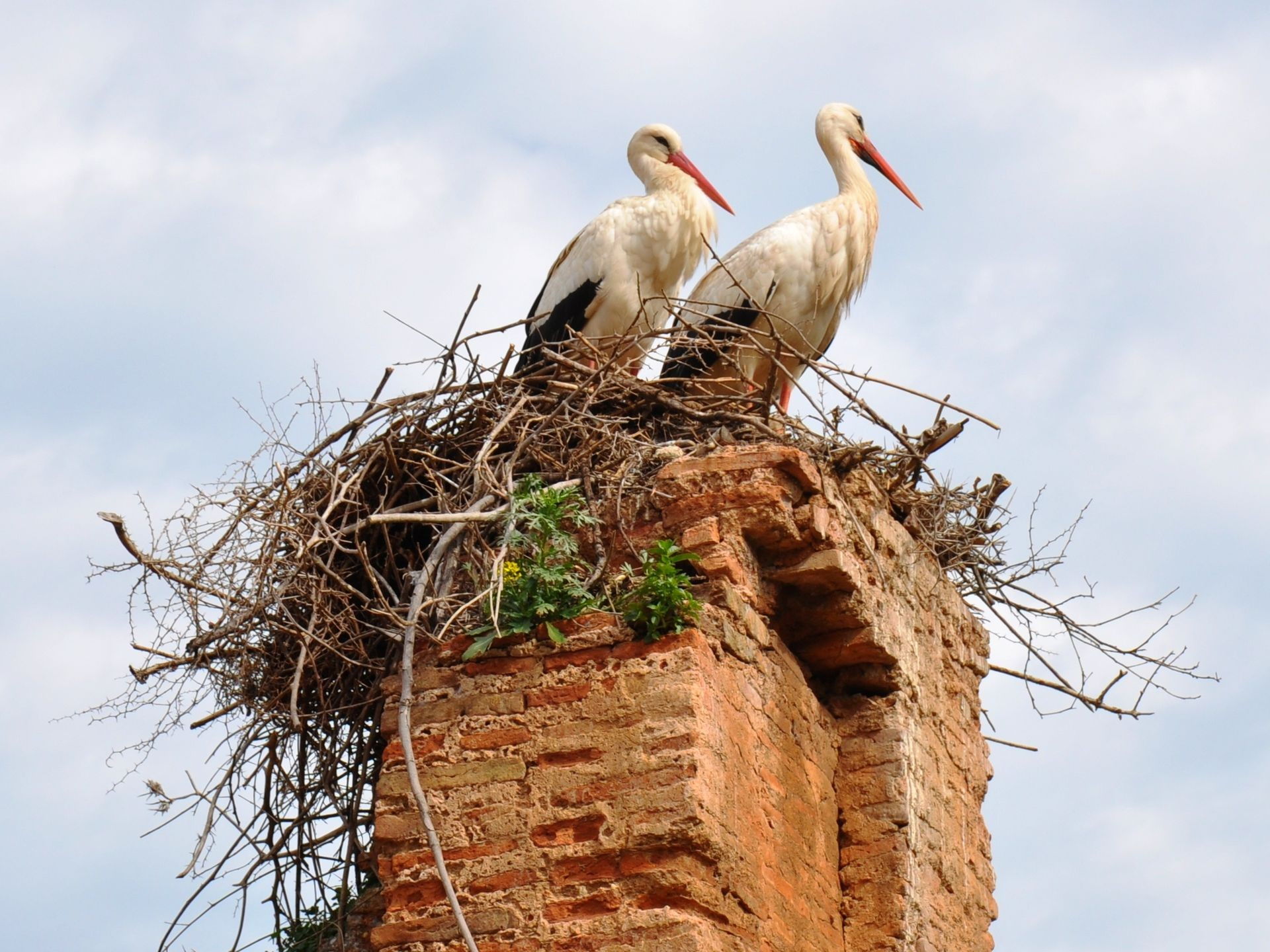 Animal White Stork 1920x1440