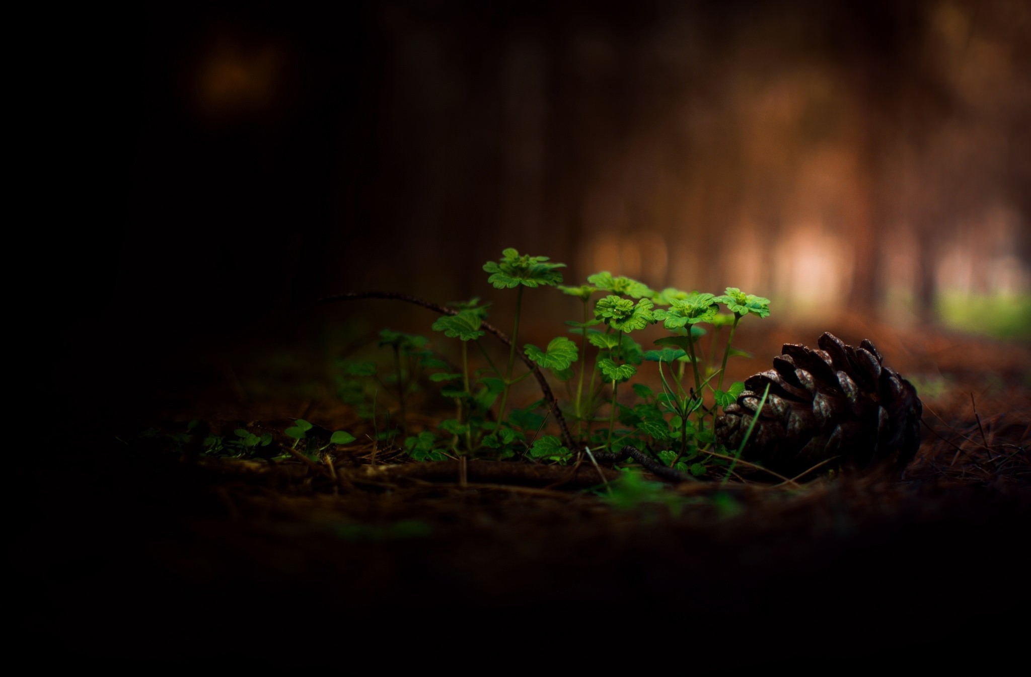 Forest Grass Macro Pine Cone Twilight 2048x1345