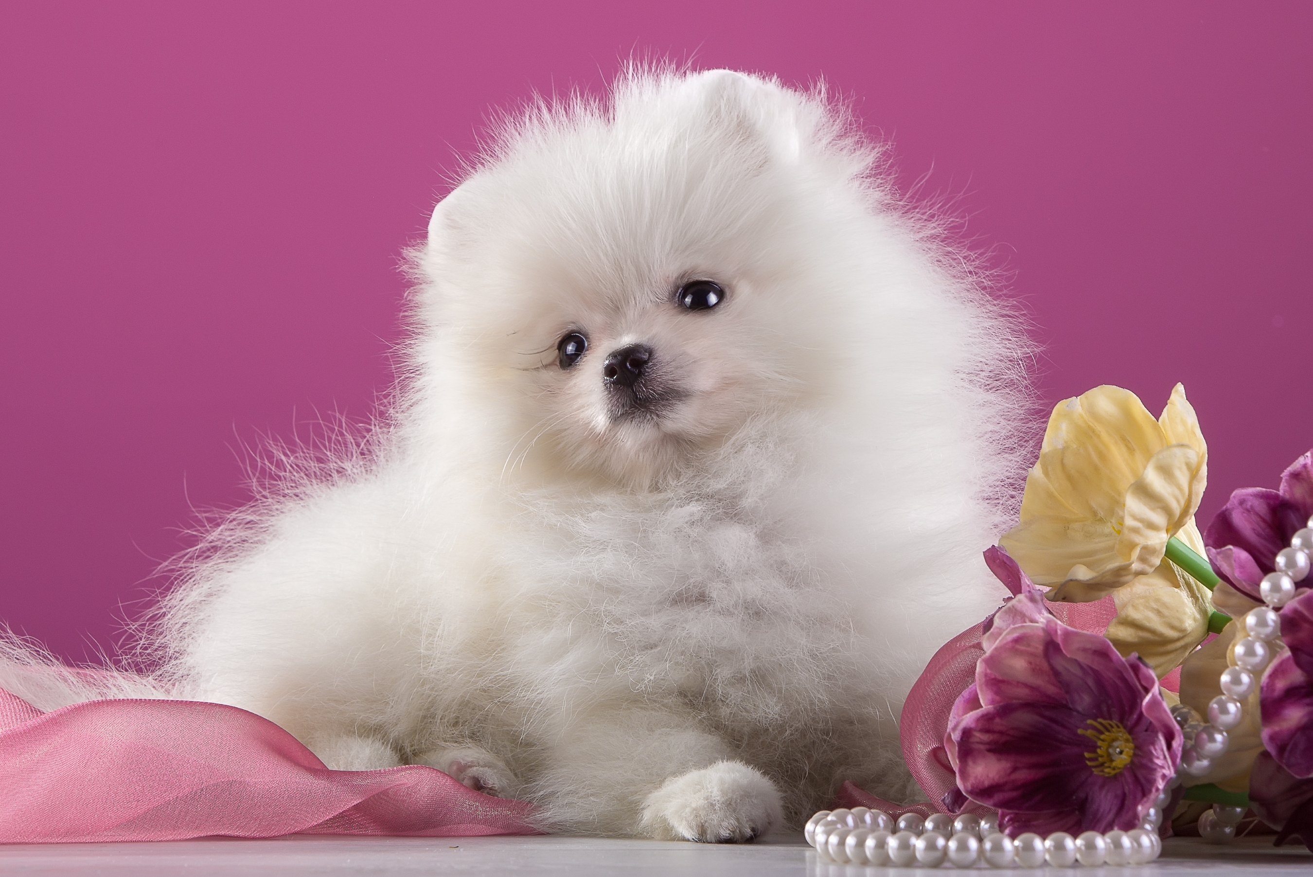 Dog Flower Pearl Pink Pomeranian Puppy 2700x1803