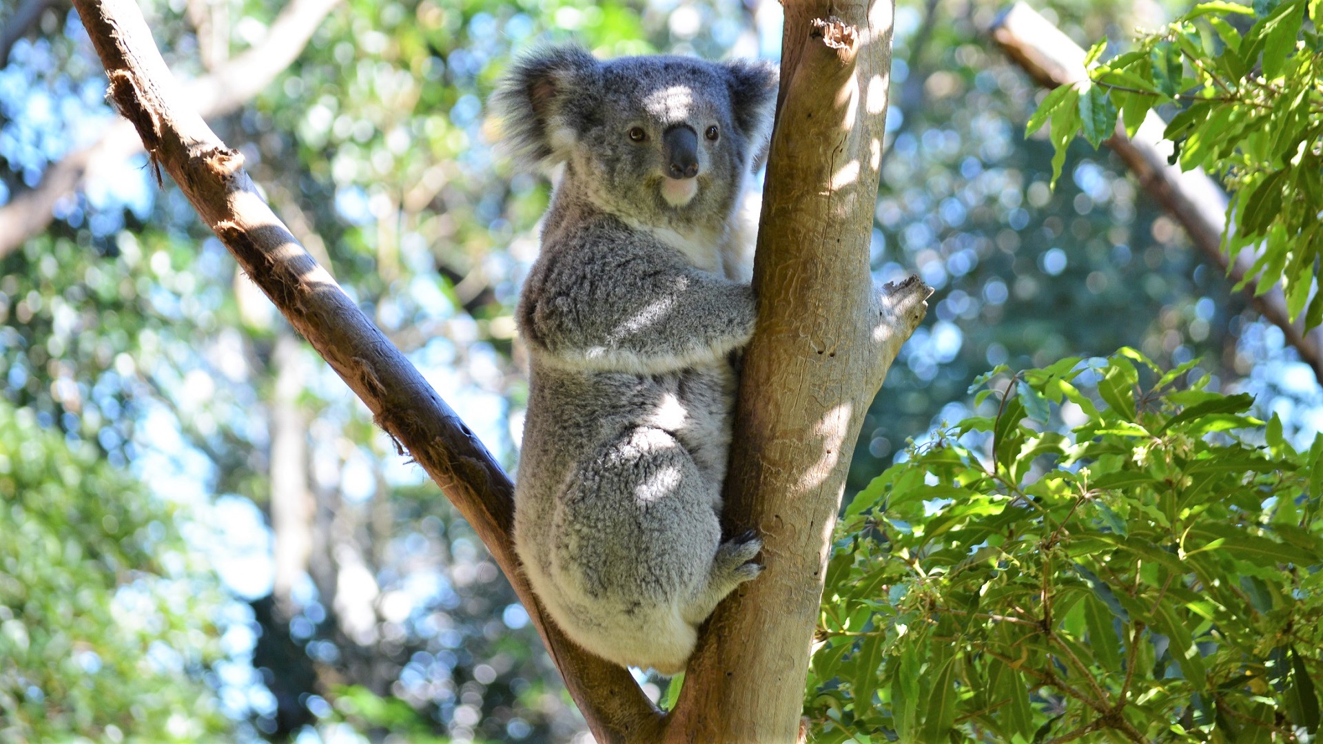 Bokeh Koala Koala Bear Zoo 1920x1080