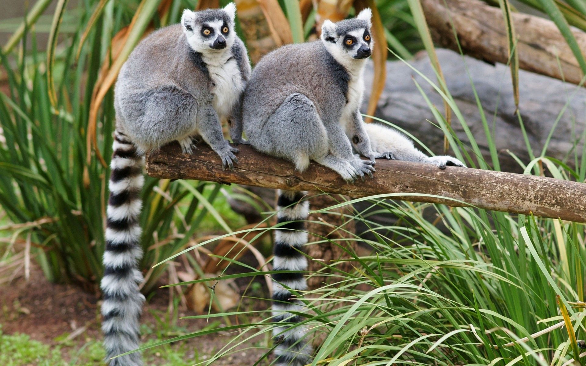 Lemur Primate 1920x1200