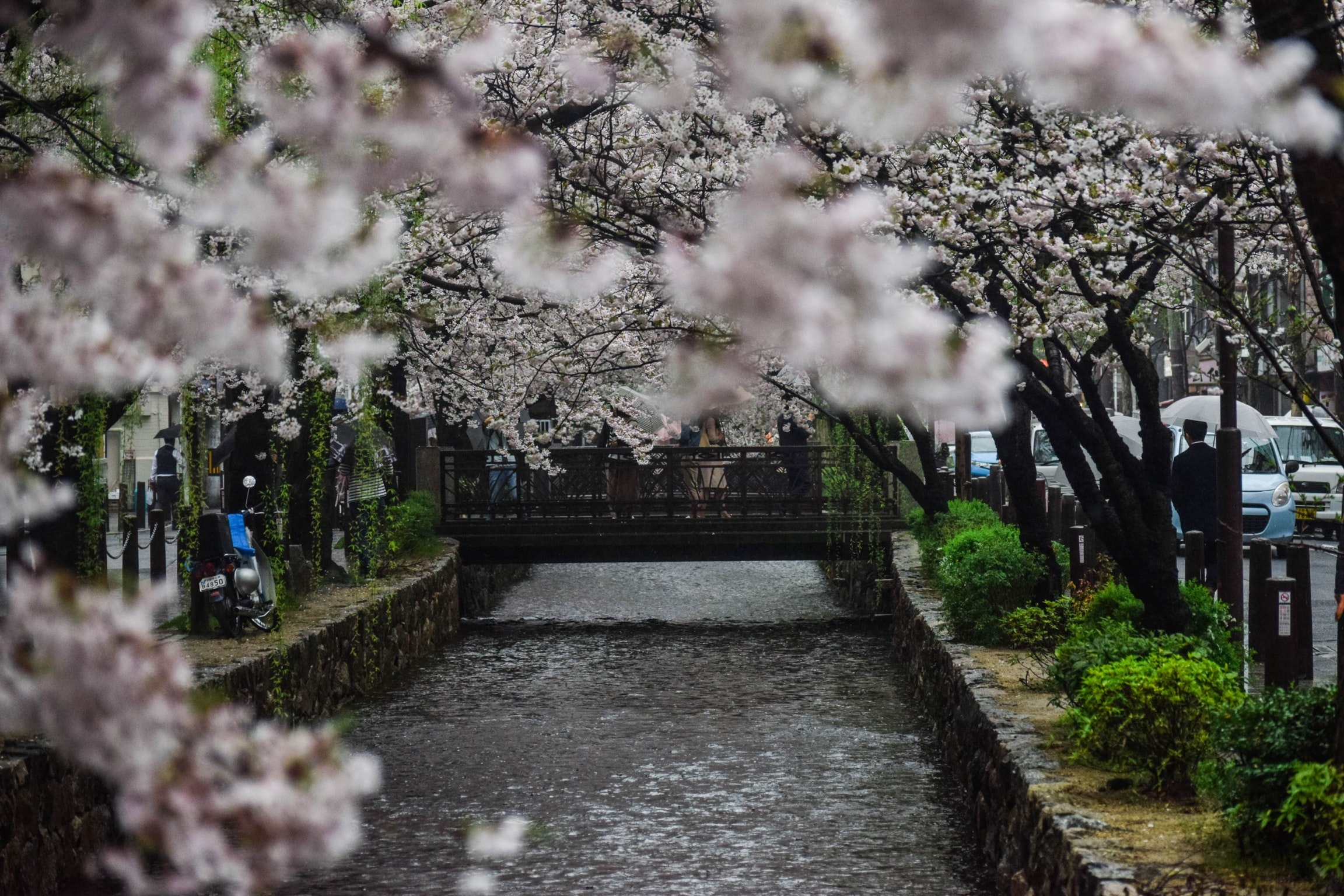 Trees Water Scooters Plants Car Blossom Cherry Blossom Canal Kyoto Japan 2304x1536