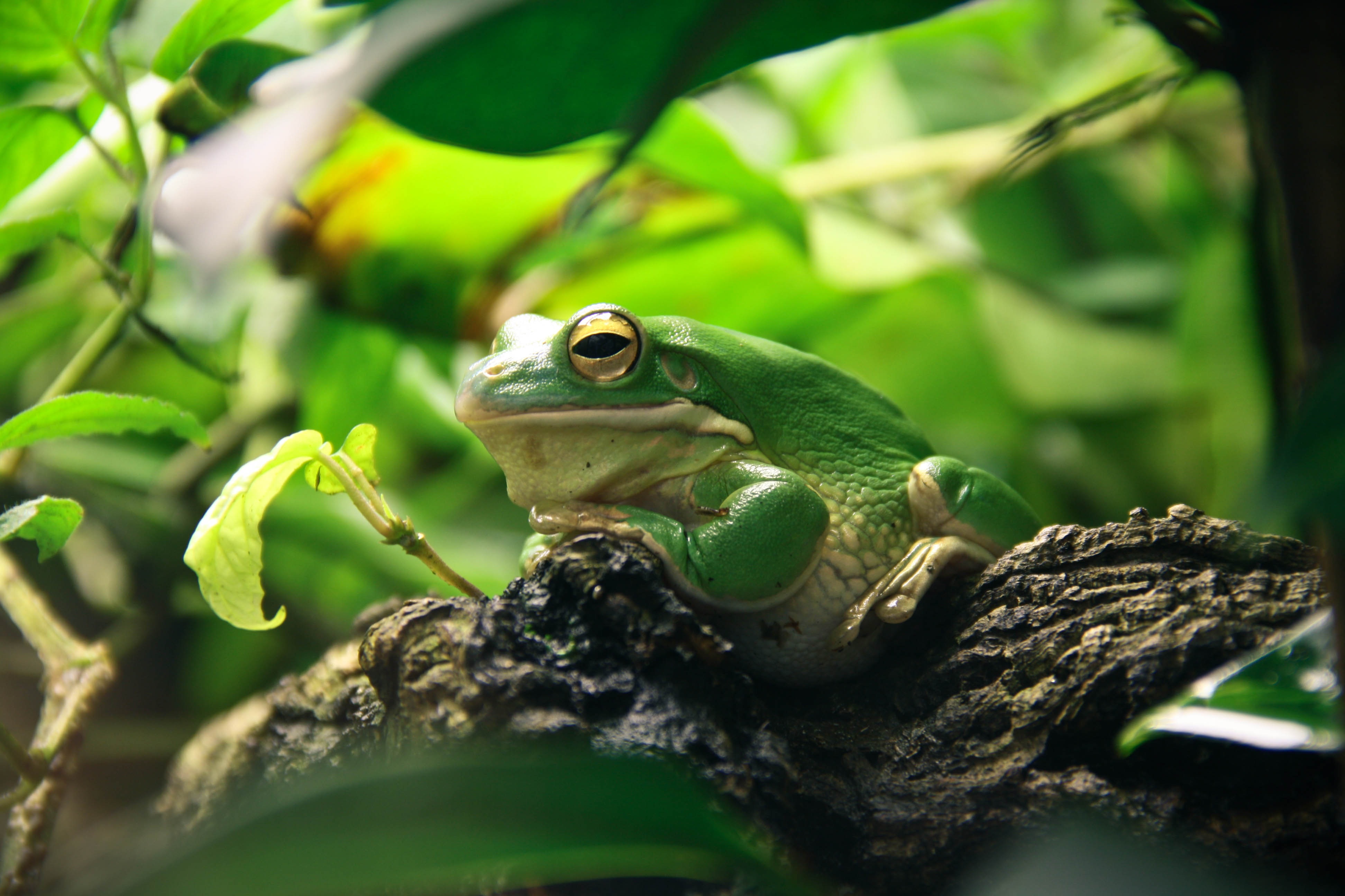 Amphibian Frog Green Wildlife 3888x2592