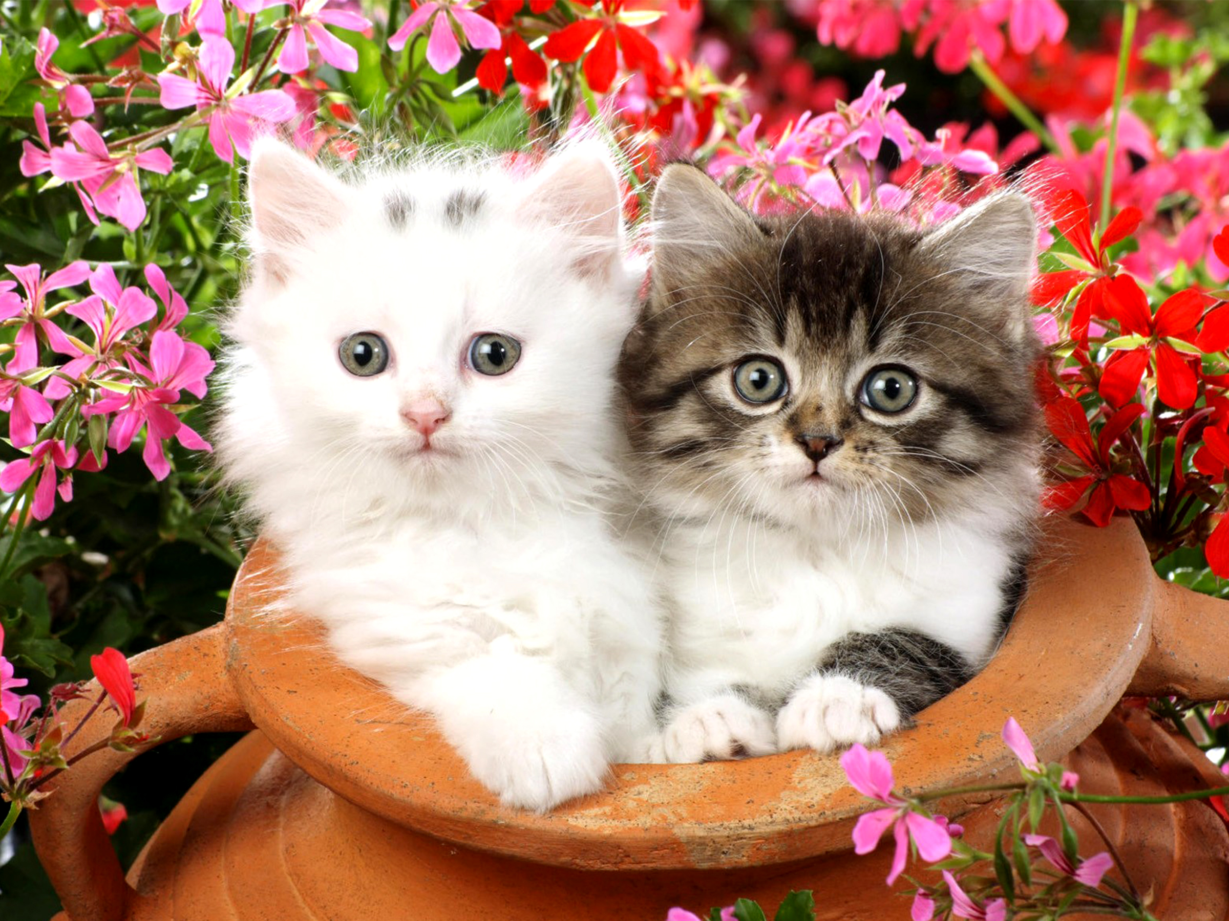 Animal Cat Ceramic Flower Fluffy Kitten Pink Flower Red Flower 2400x1800