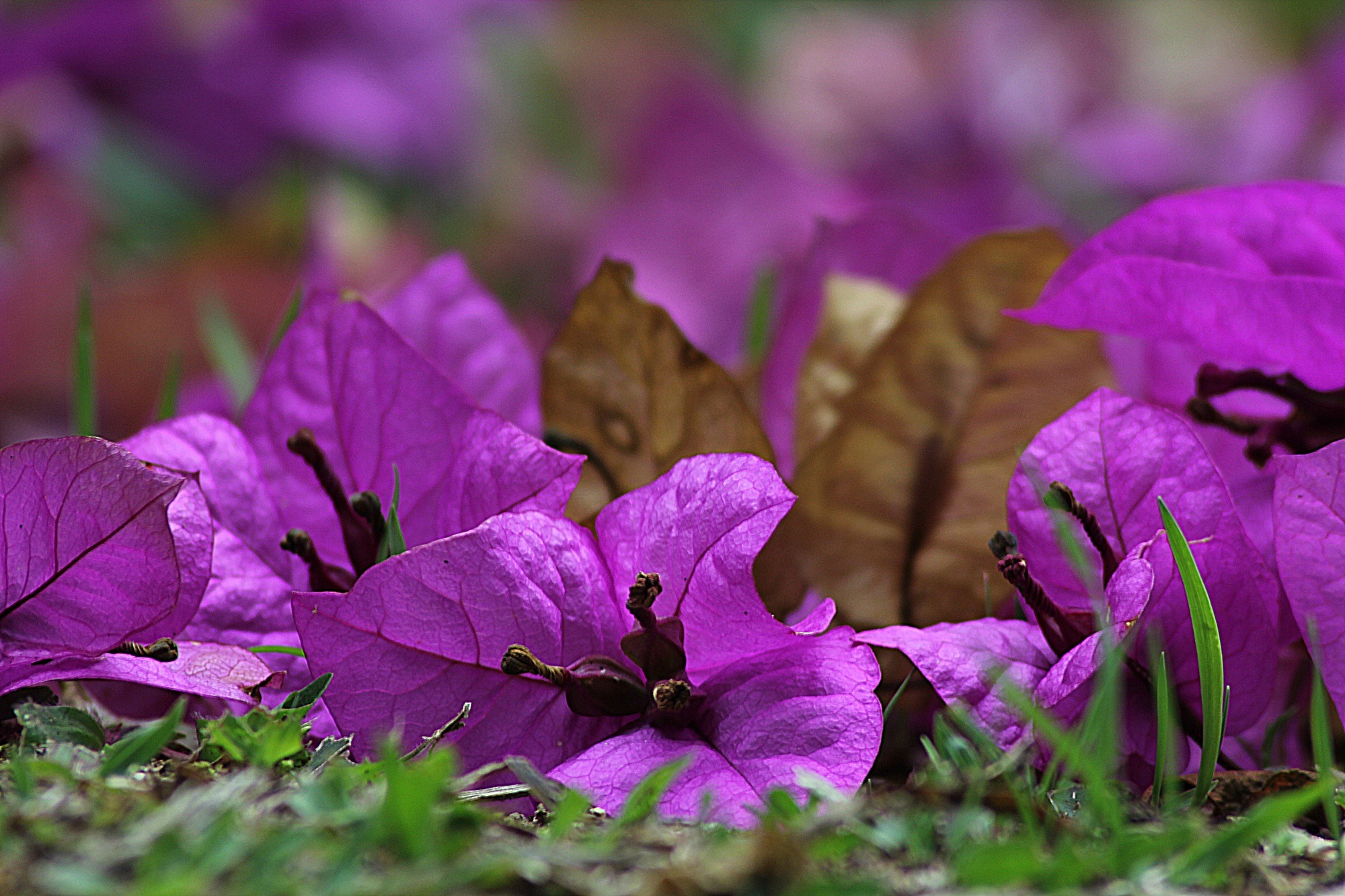 Bokeh Bougainvillea Flower Nature Purple Flower 2000x1333