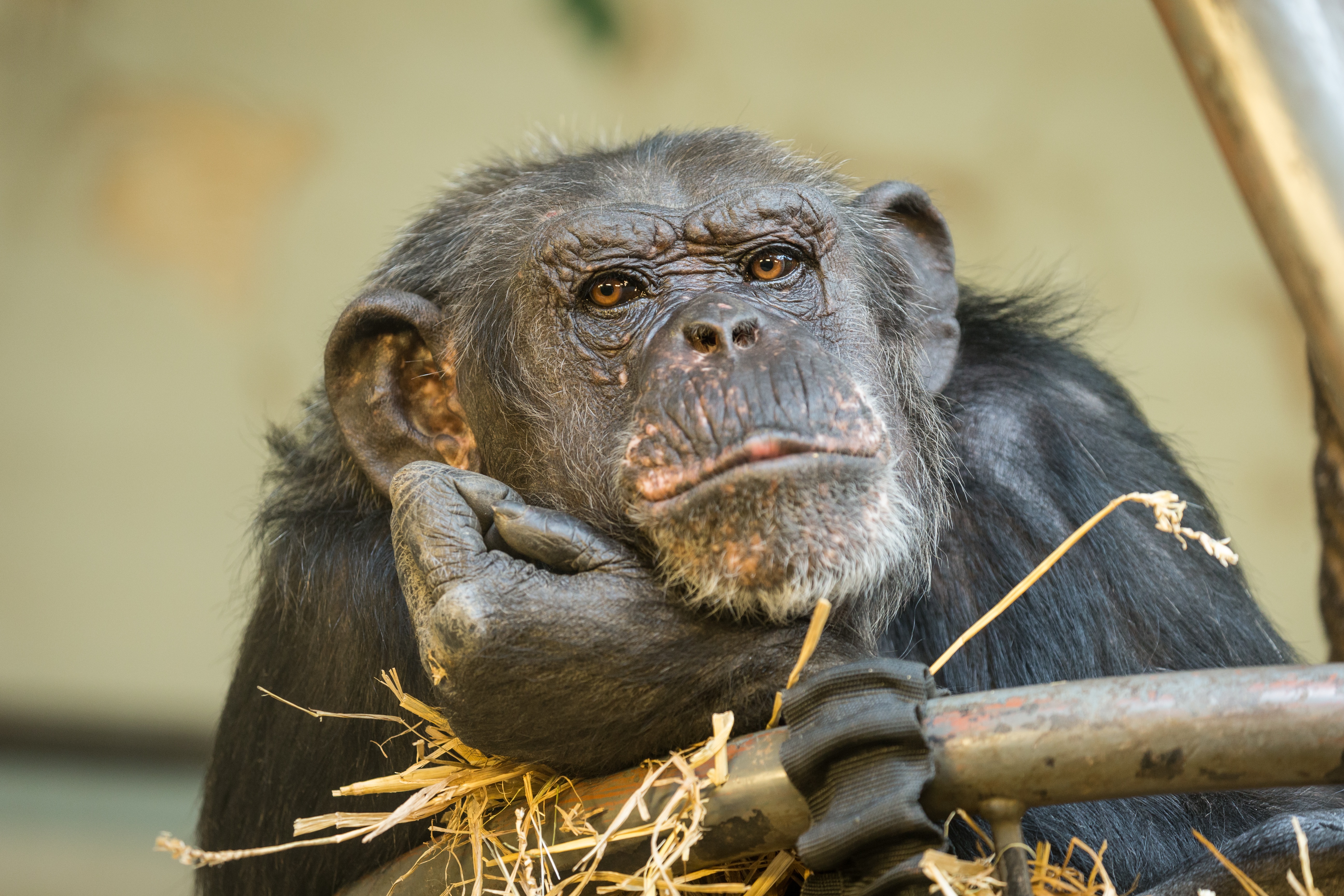 Chimpanzee Monkey Primate 5184x3456