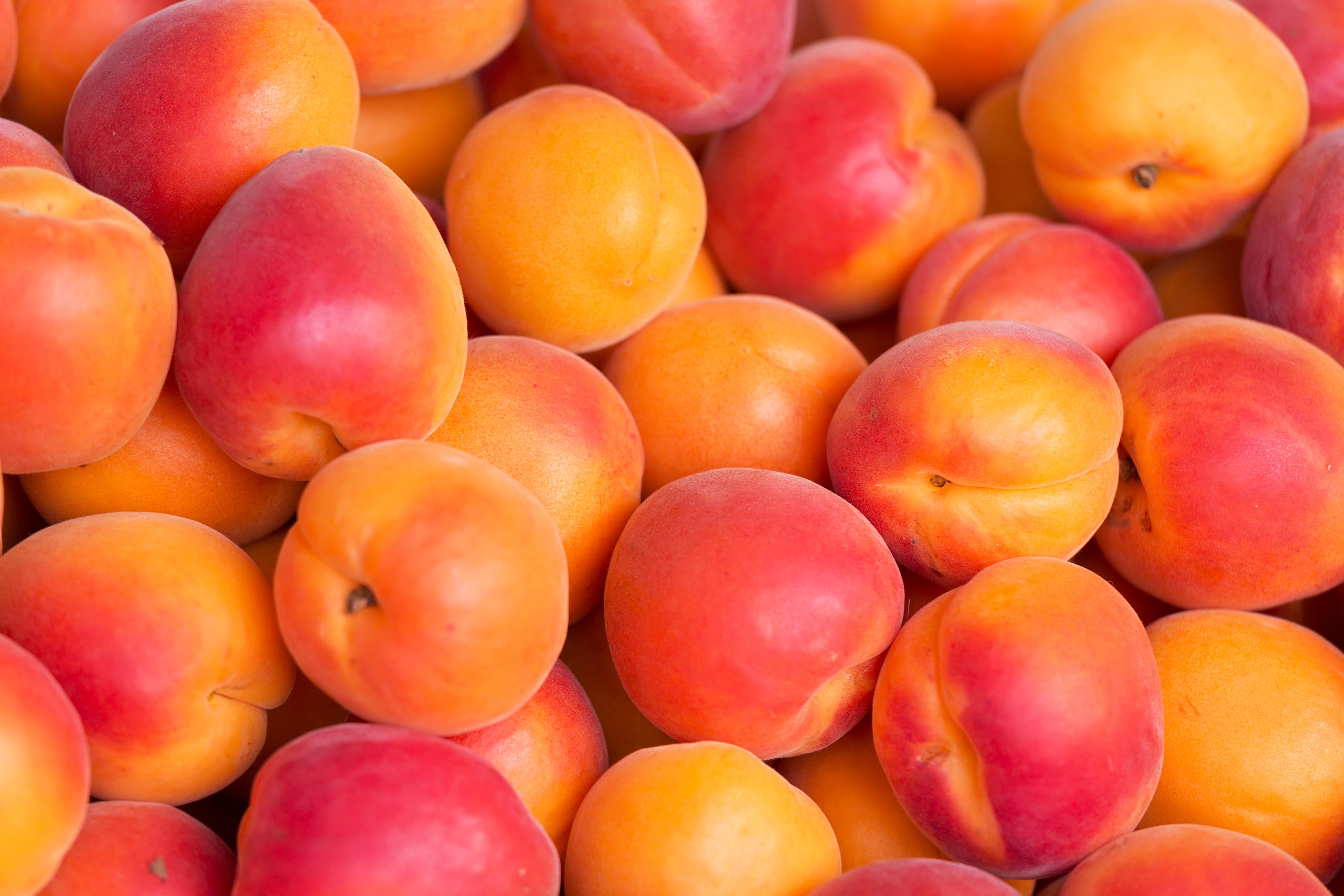 Apricot Fruit 6552x4368