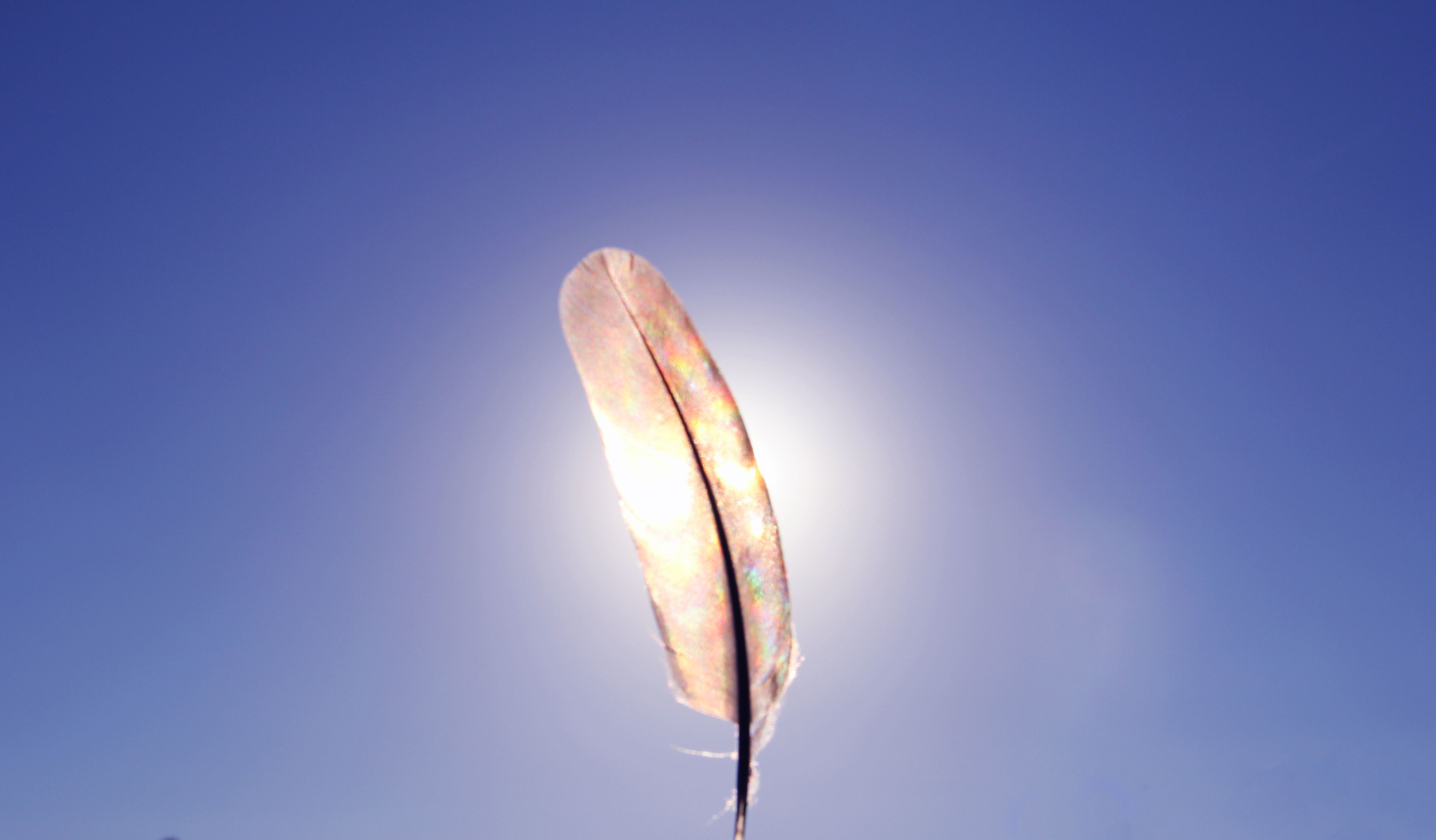 Photography Feather 5302x3104