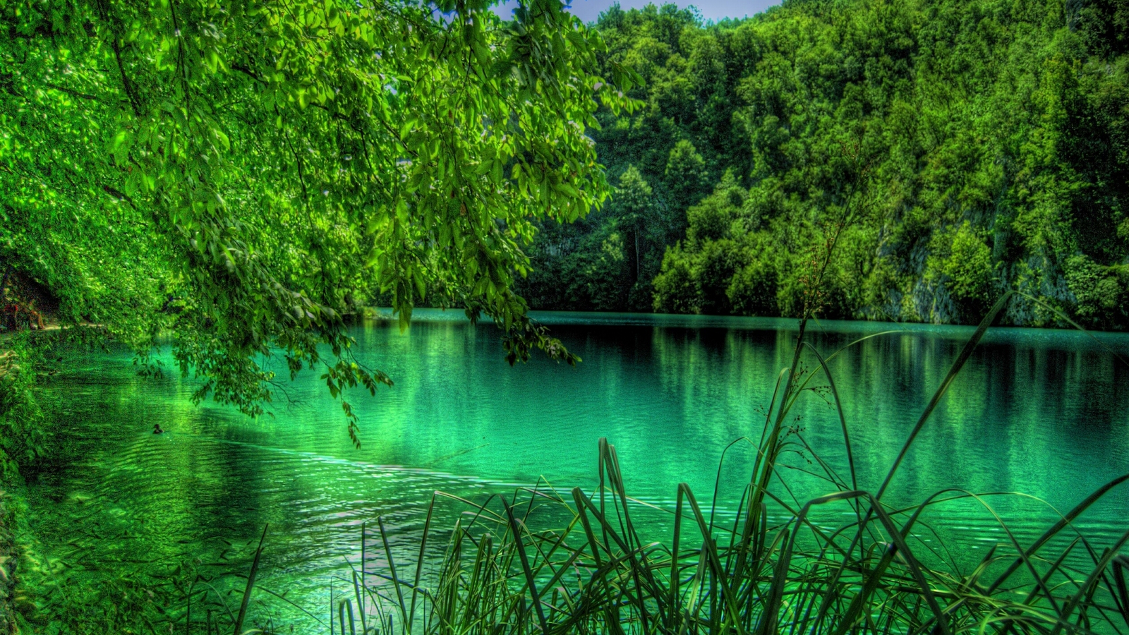 Earth Green Lake Plitvice Lake Tree 1600x900