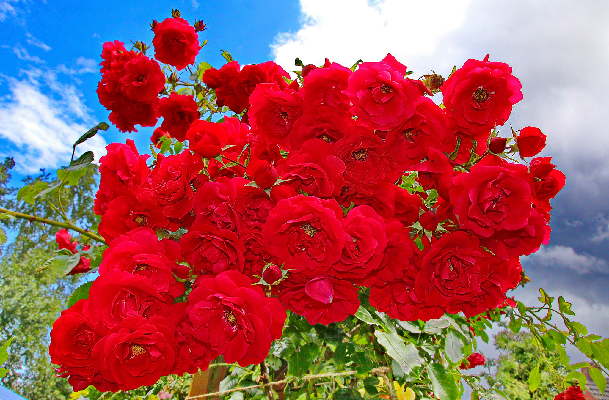 Earth Flower Red Flower Red Rose Rose Rose Bush 2048x1346