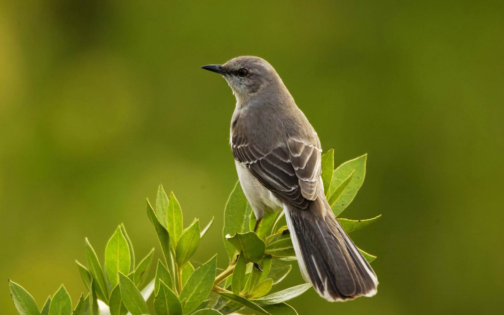 Animal Mockingbird 1920x1200