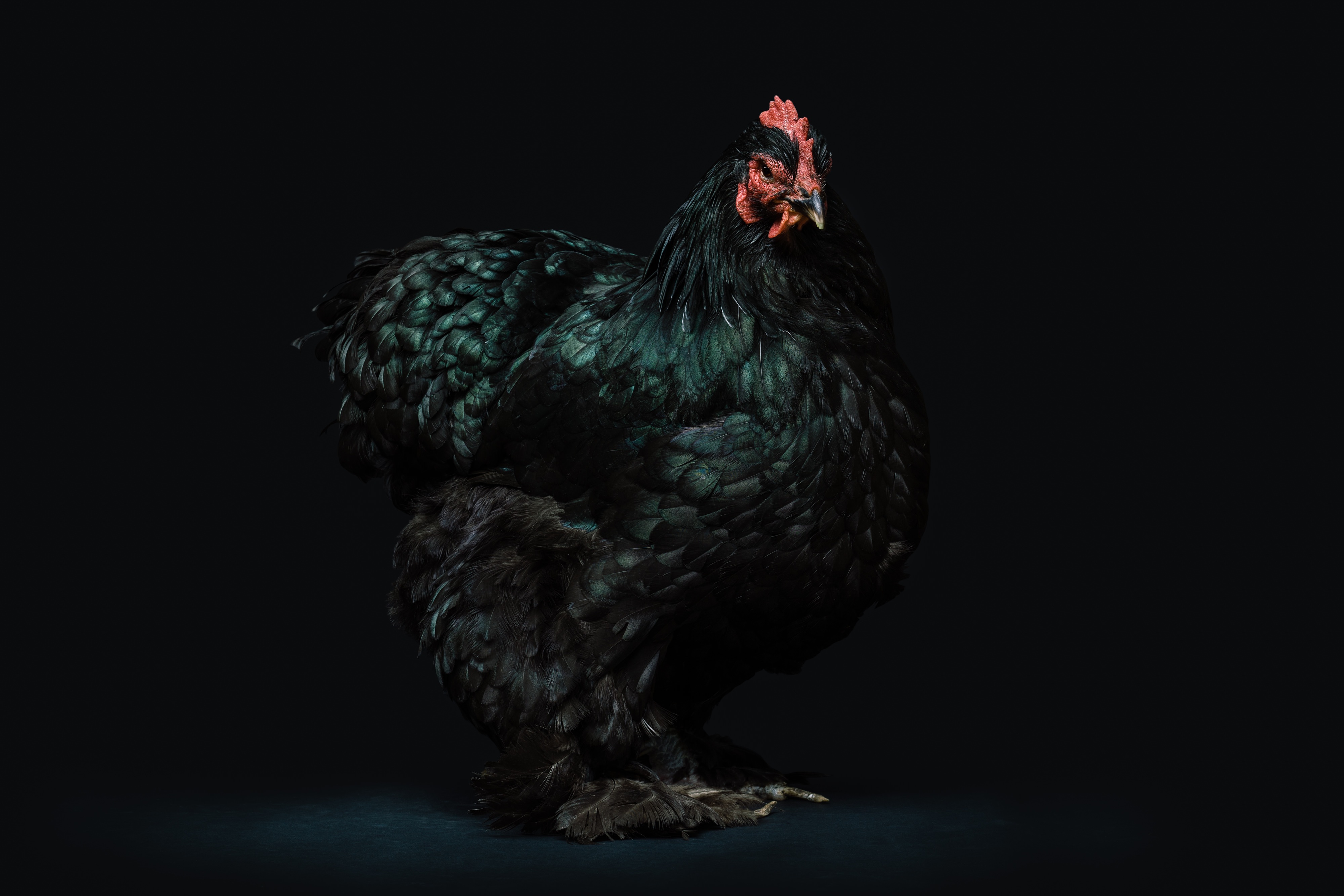Animal Bird Chicken Rooster 4000x2667