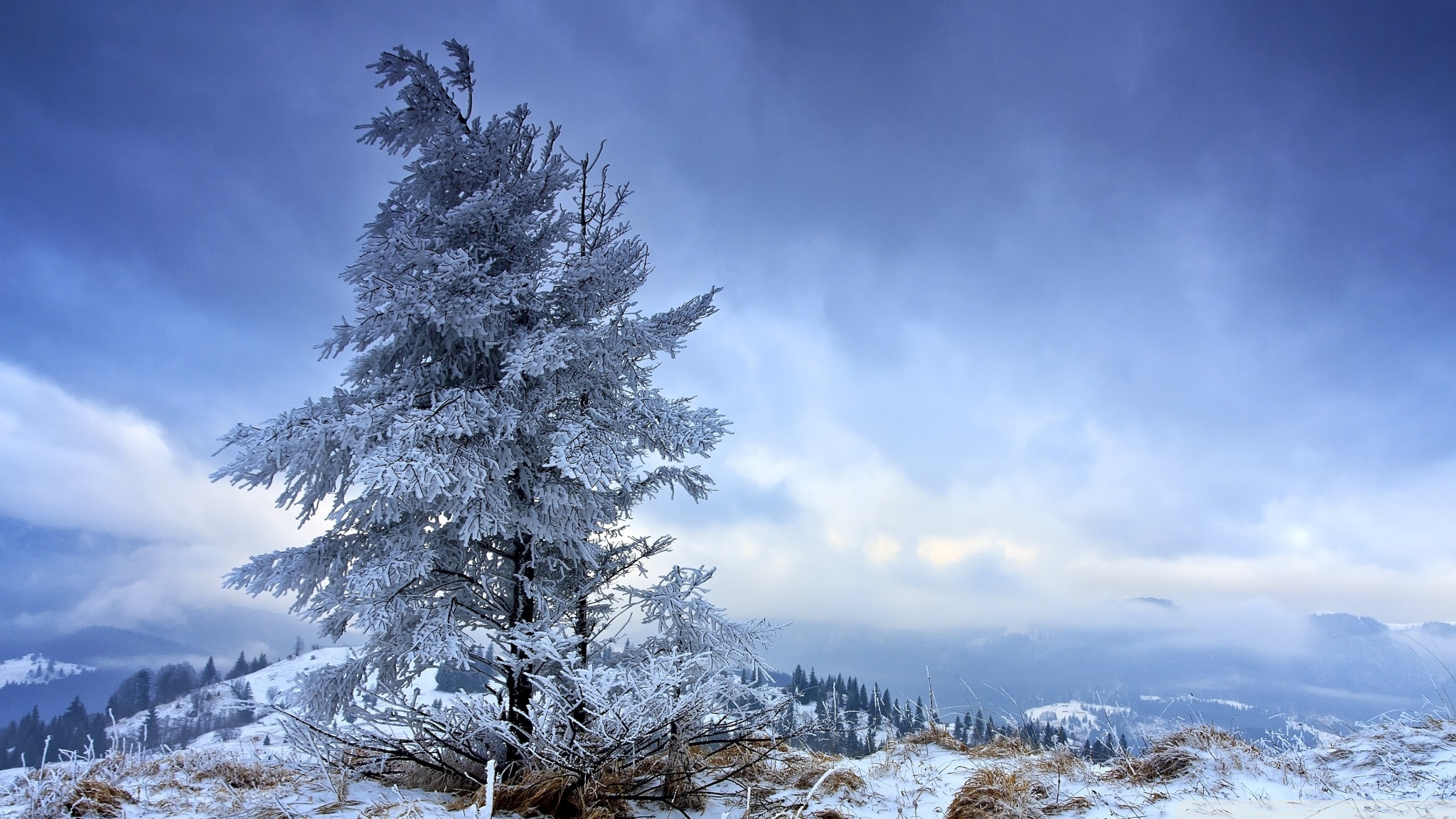 Earth Fir Snow Tree Winter 2048x1152