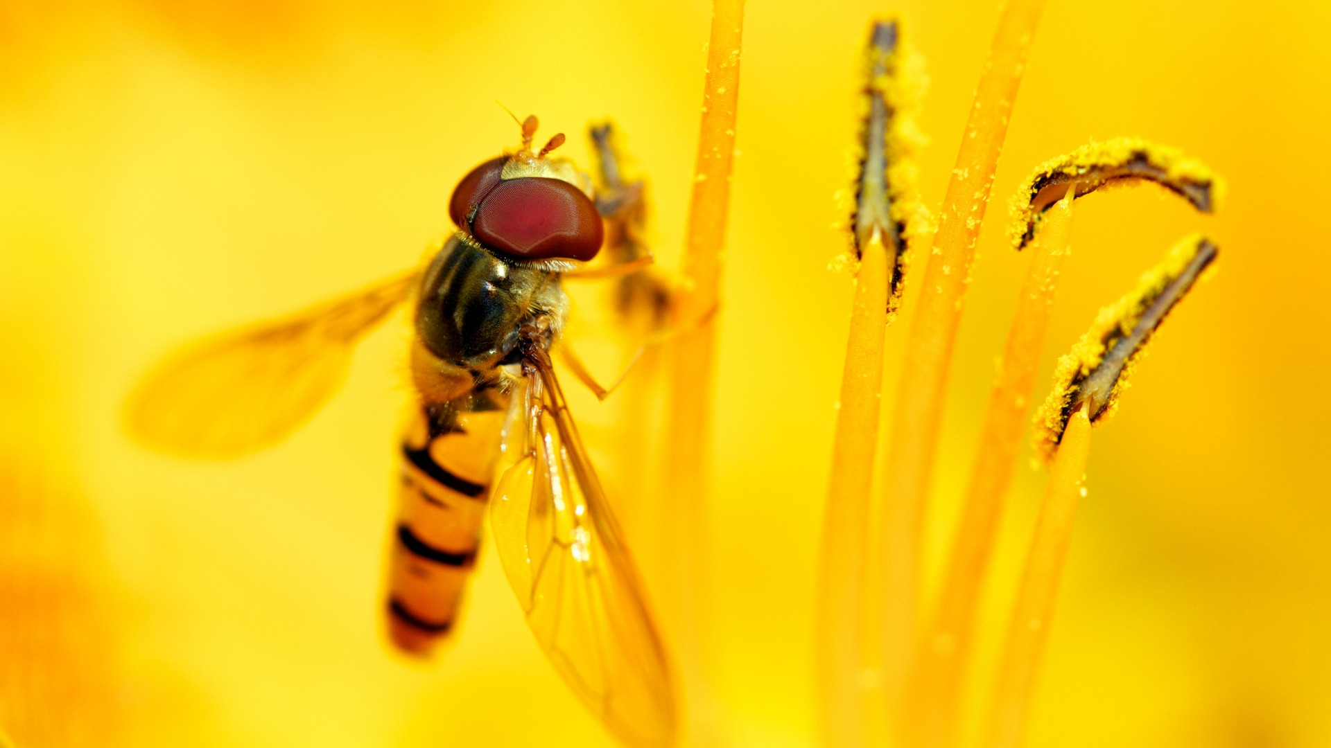 Animal Hoverfly 1920x1080