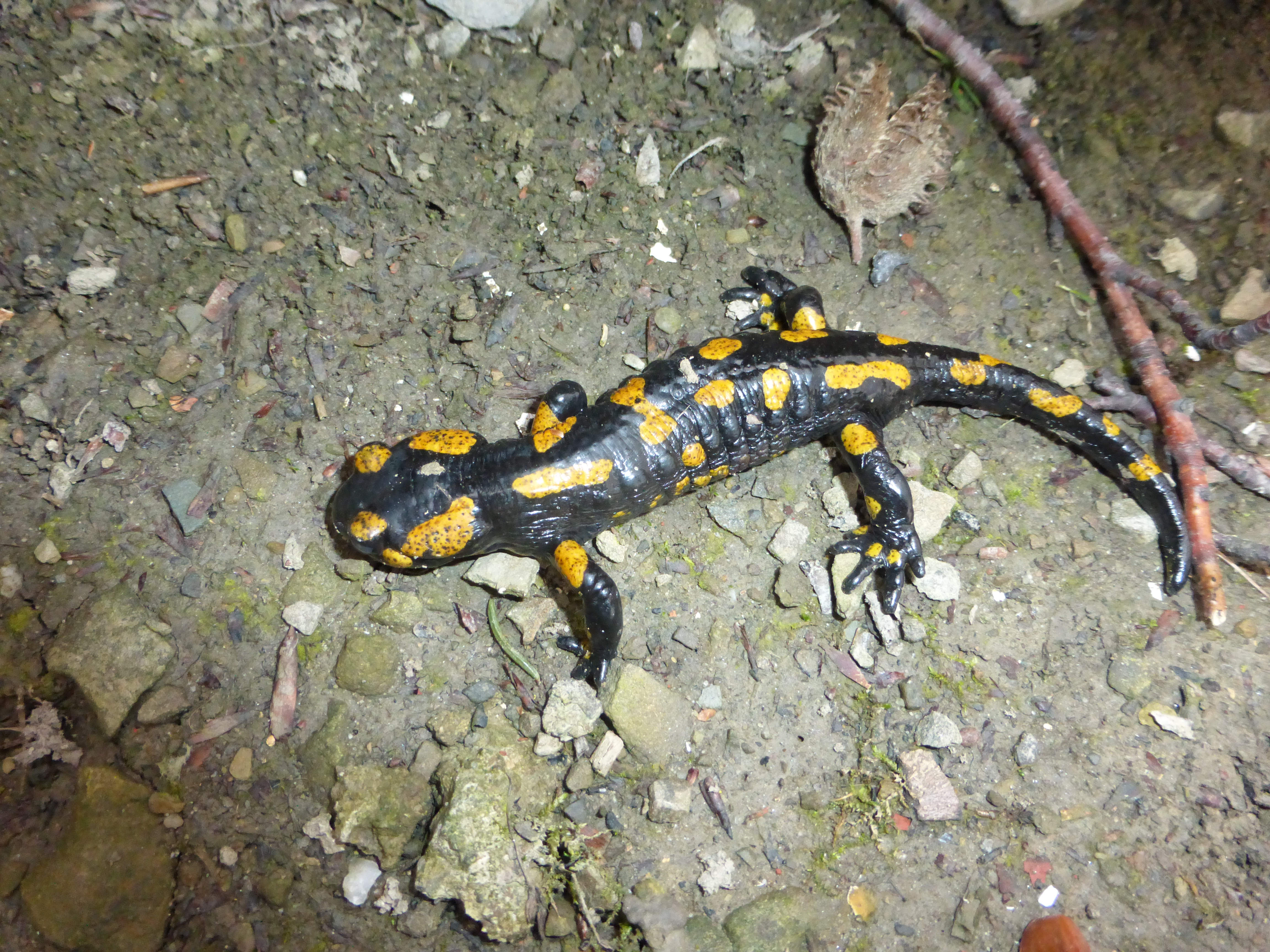 Salamander 4608x3456