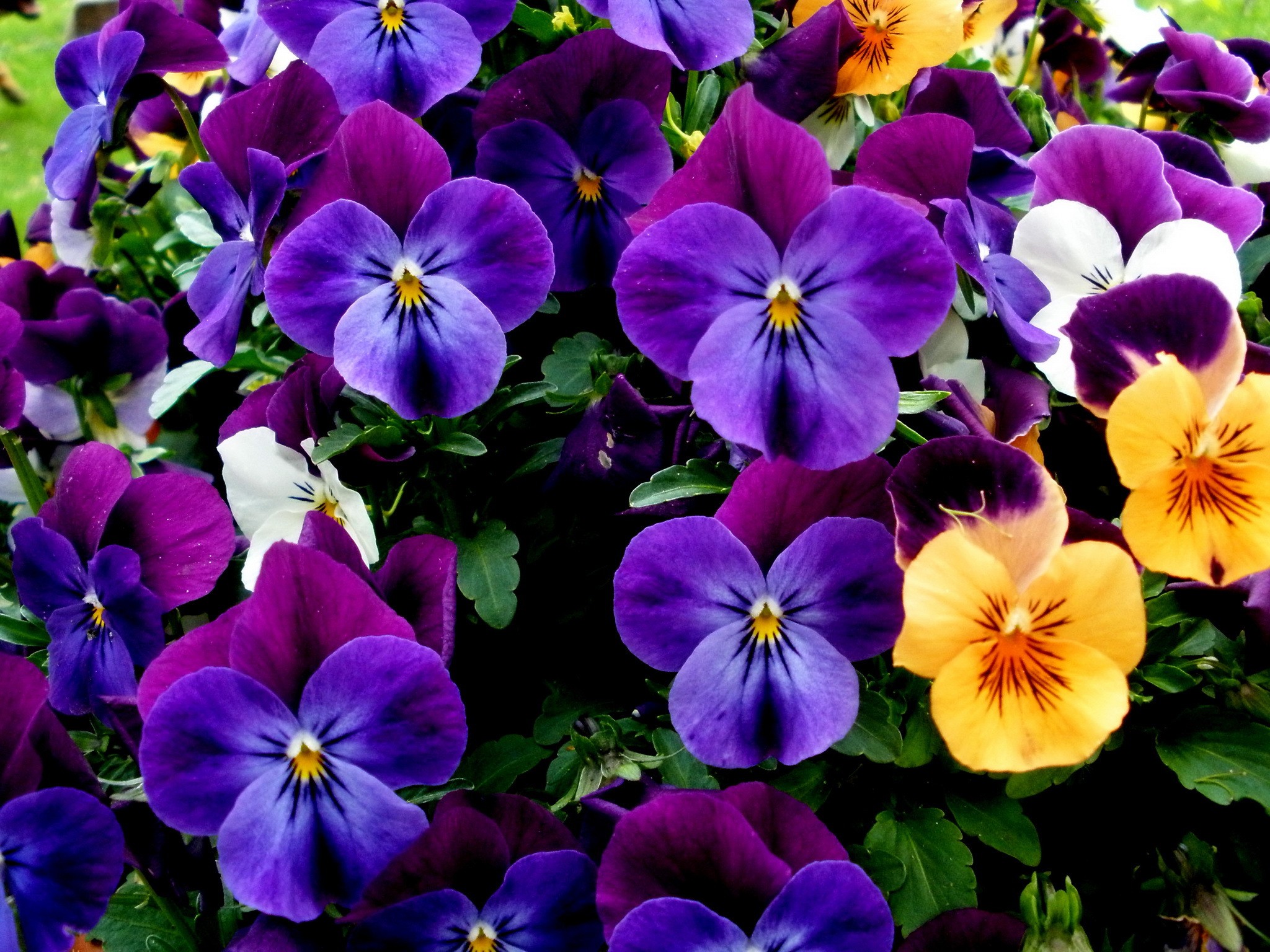 Earth Flower Pansy Purple Flower 2048x1536