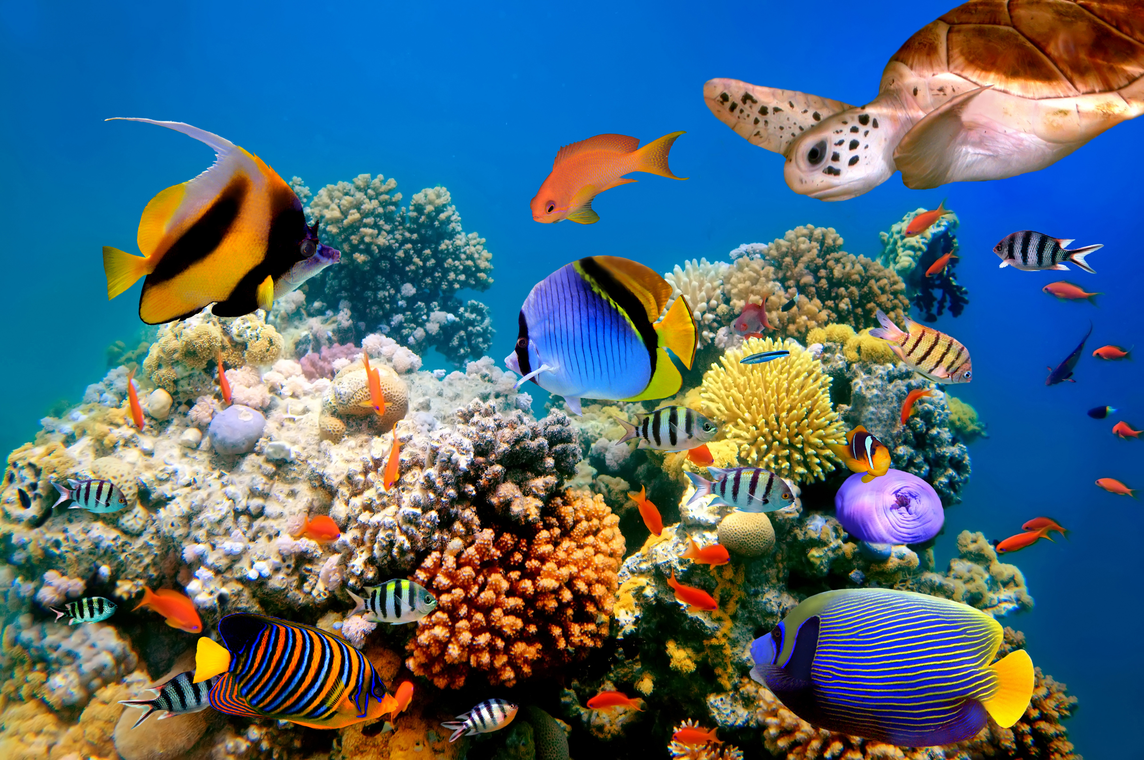 Coral Reef Fish Turtle Underwater 4000x2657