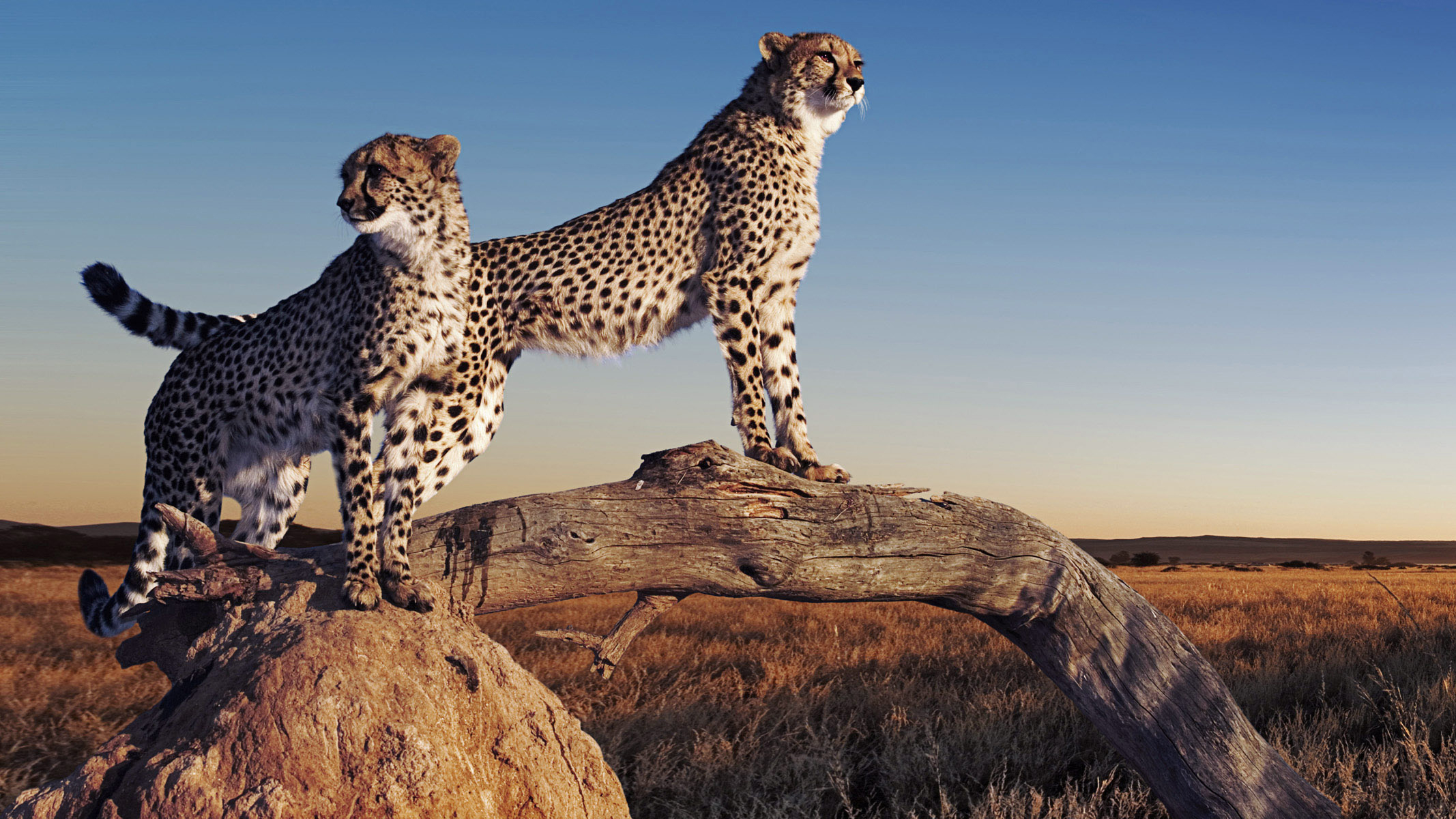 Animals Nature Cheetahs 2134x1200