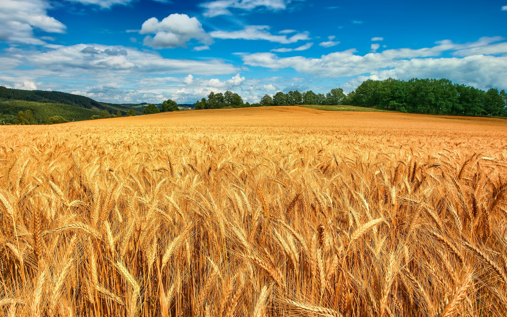 Earth Cornfield 1920x1200