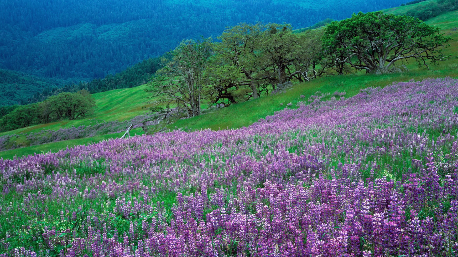 Earth Flower Grass Landscape Lupine Mountain Spring Tree 1920x1080