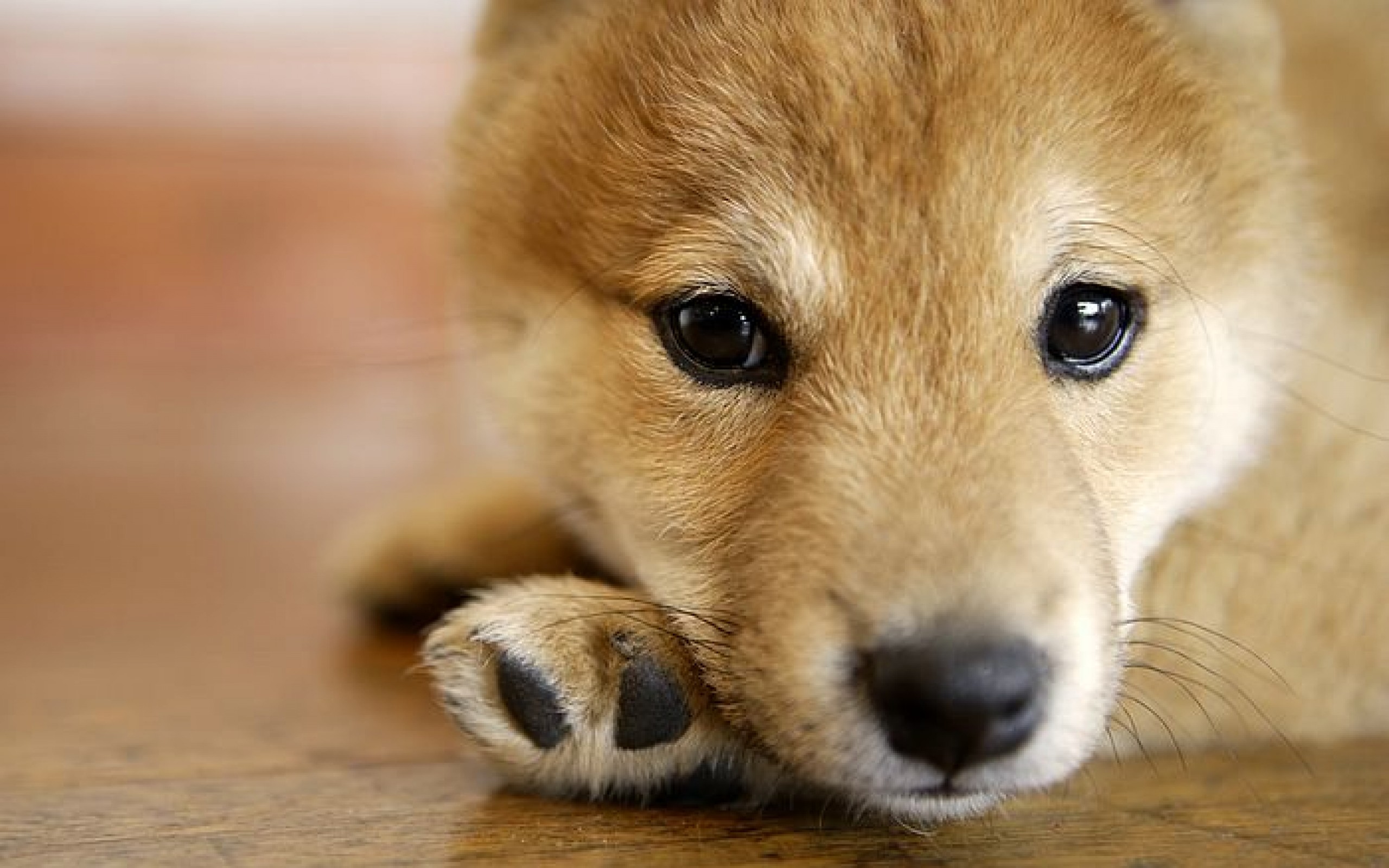 Animal Shiba Inu 2560x1600