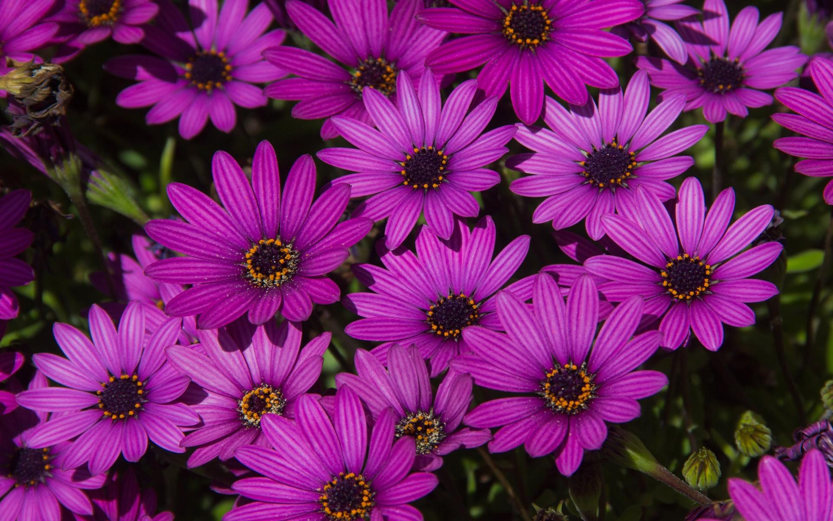 Daisy Earth Flower Purple Flower 2880x1800