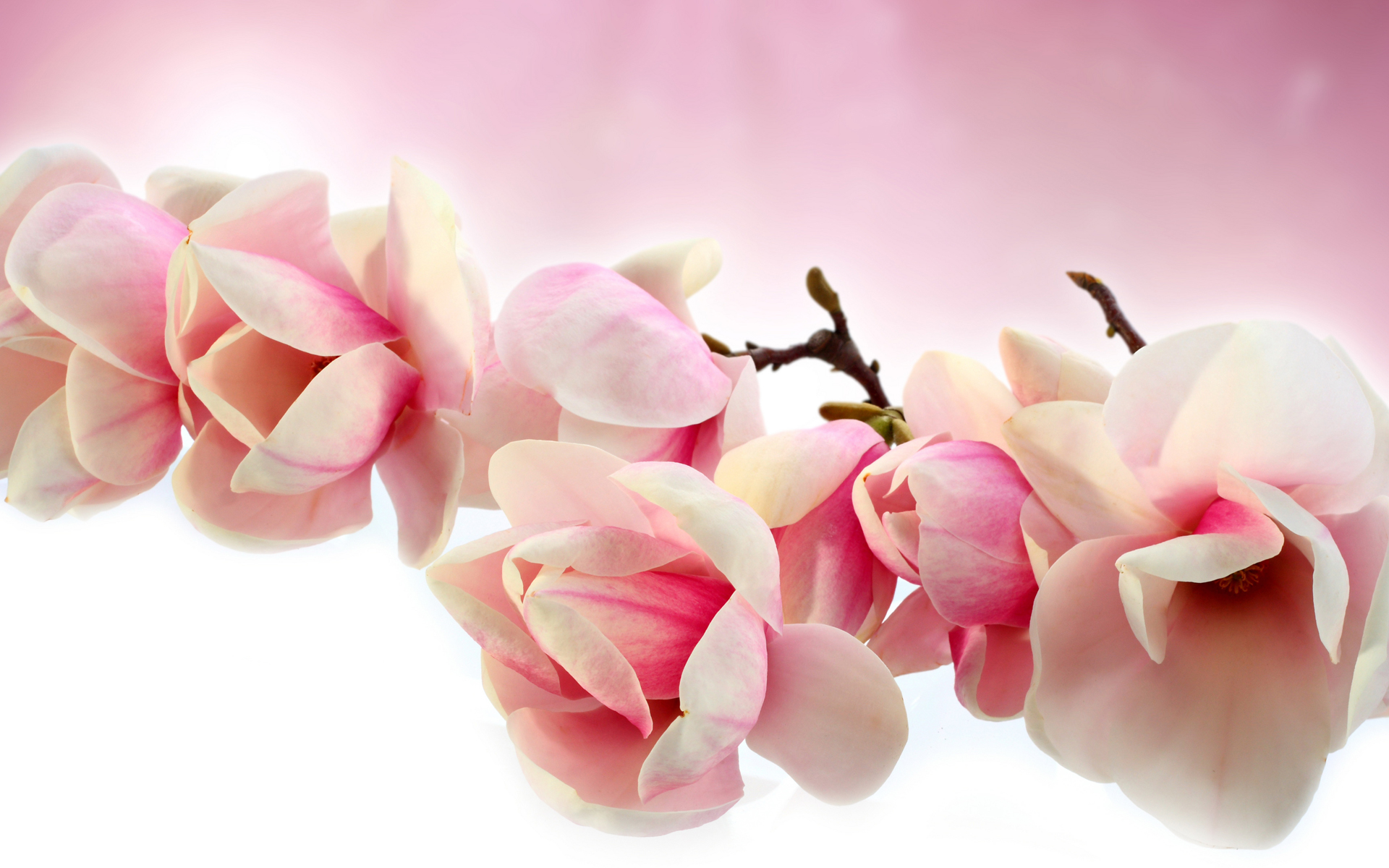 Blossom Branch Earth Magnolia Pink Flower 1920x1200