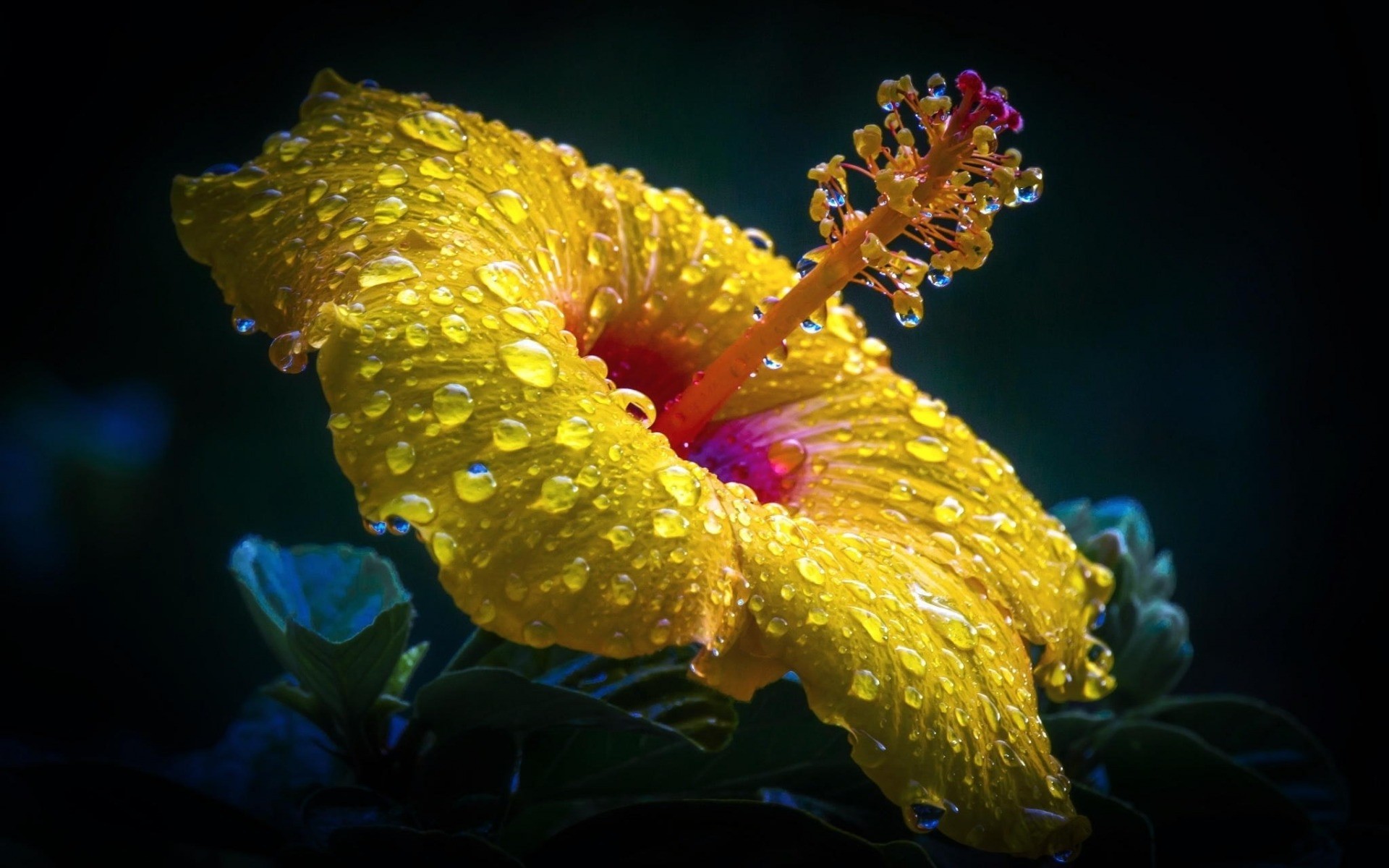 Close Up Earth Flower Hibiscus Water Drop Yellow Flower 1920x1200