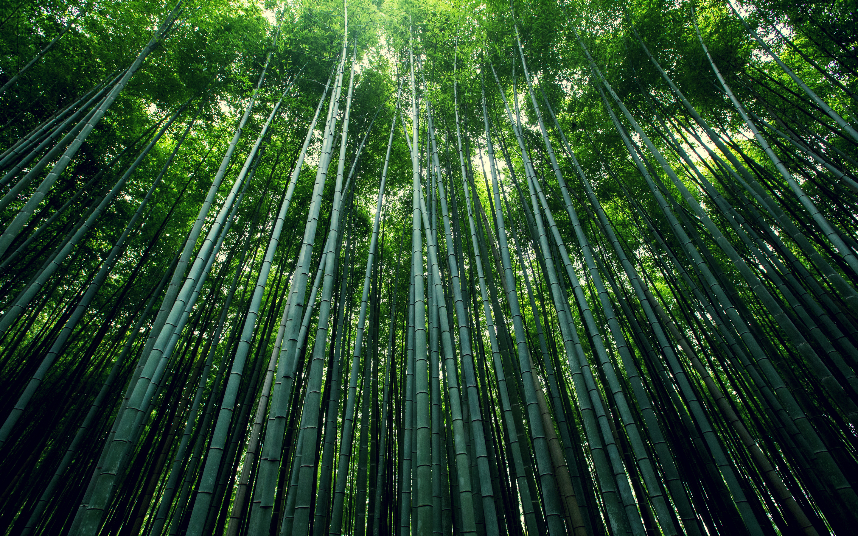 Bamboo Earth Forest Green 2880x1800