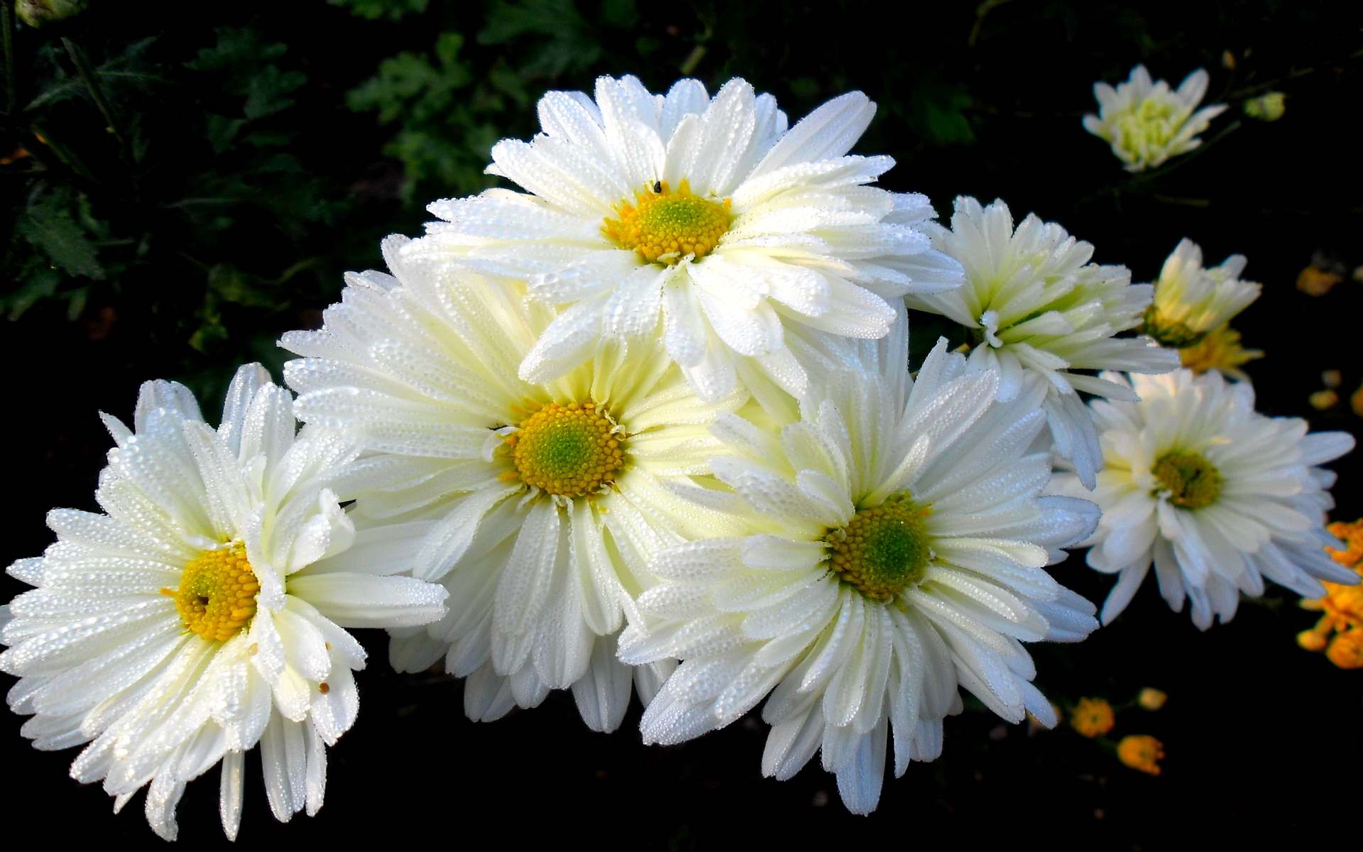 Chrysanthemum Earth Flower White Flower 1920x1200