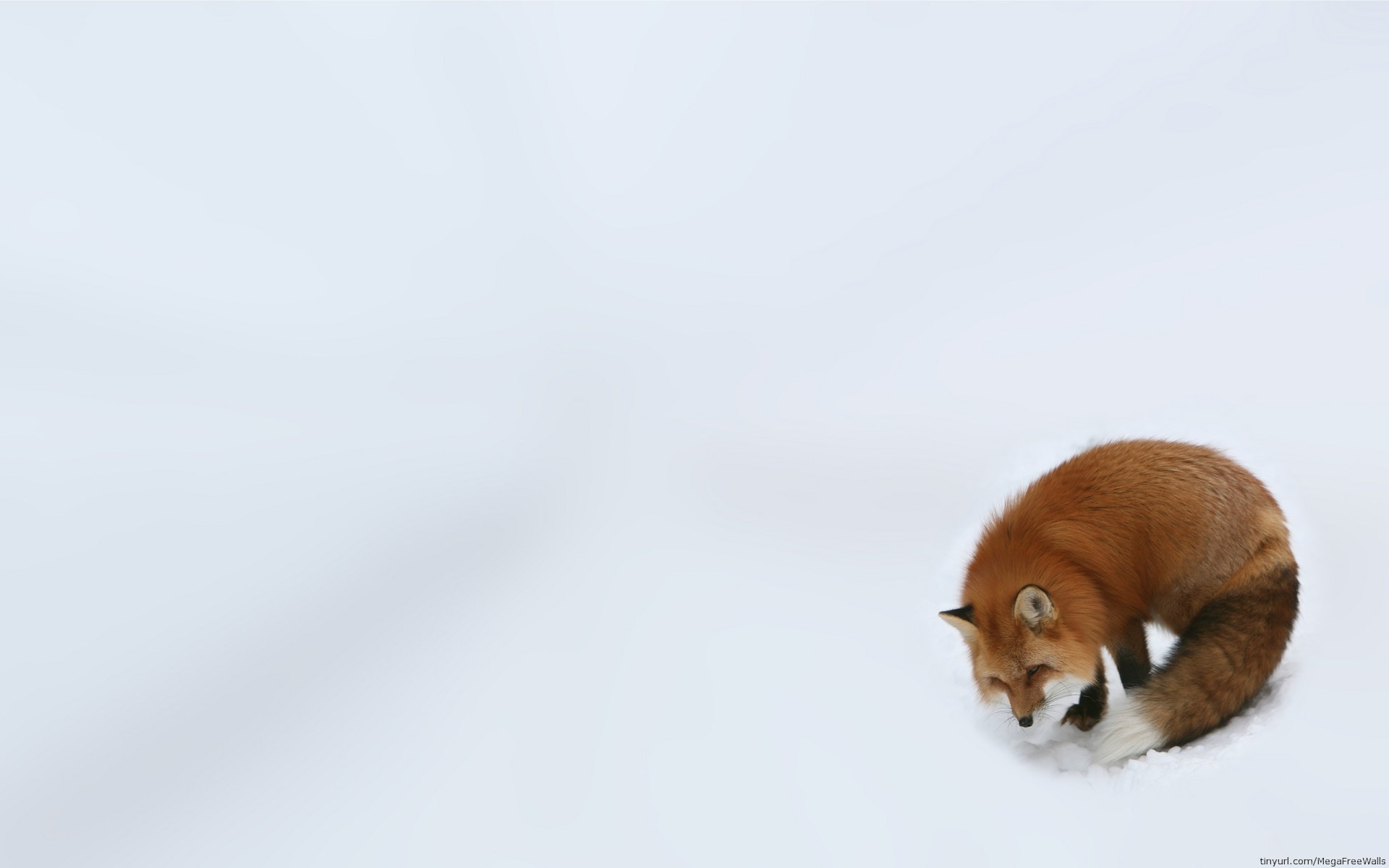 Red Fox Wildlife Winter 1920x1200