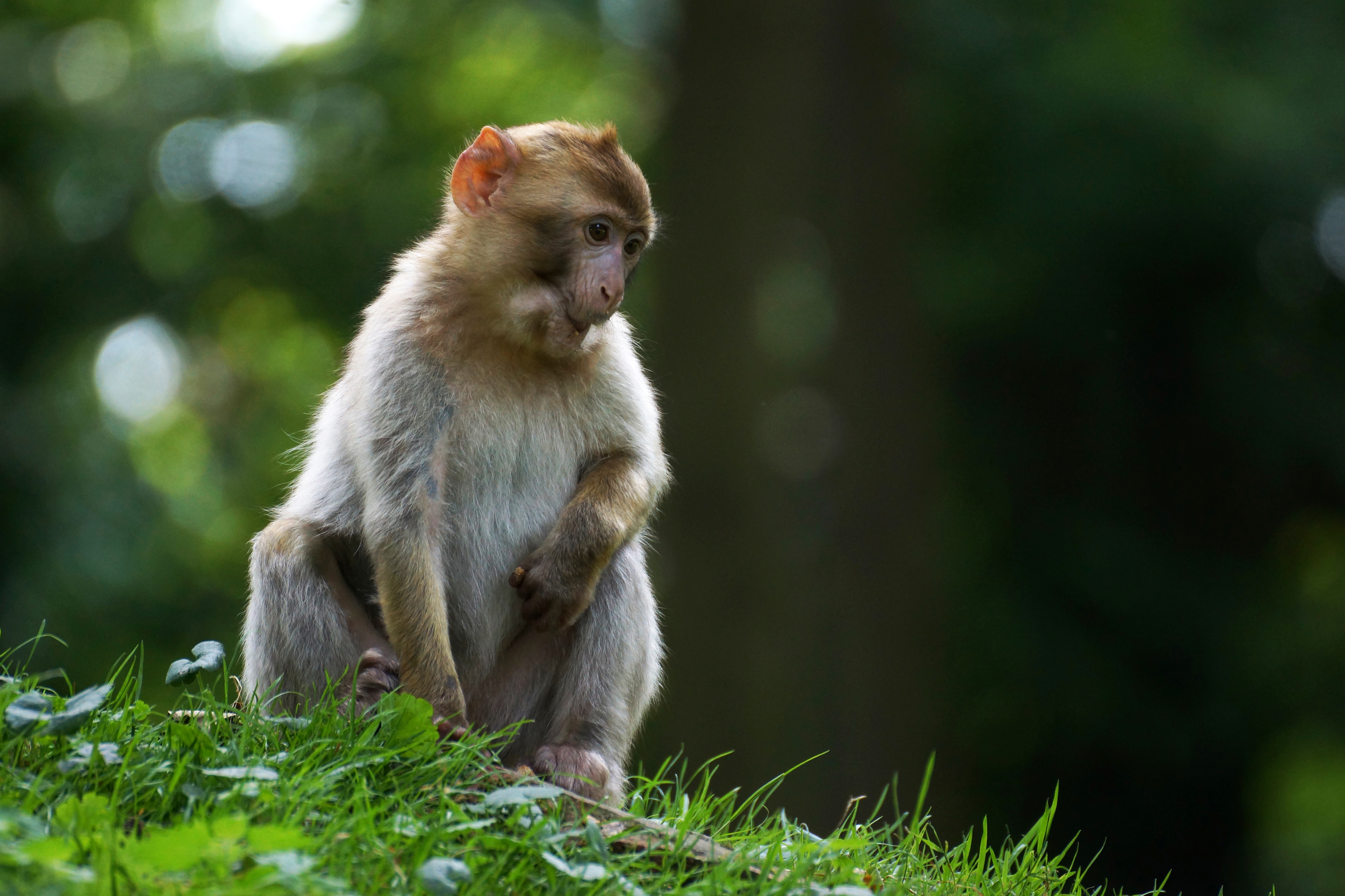 Bokeh Macaque Monkey 6000x4000
