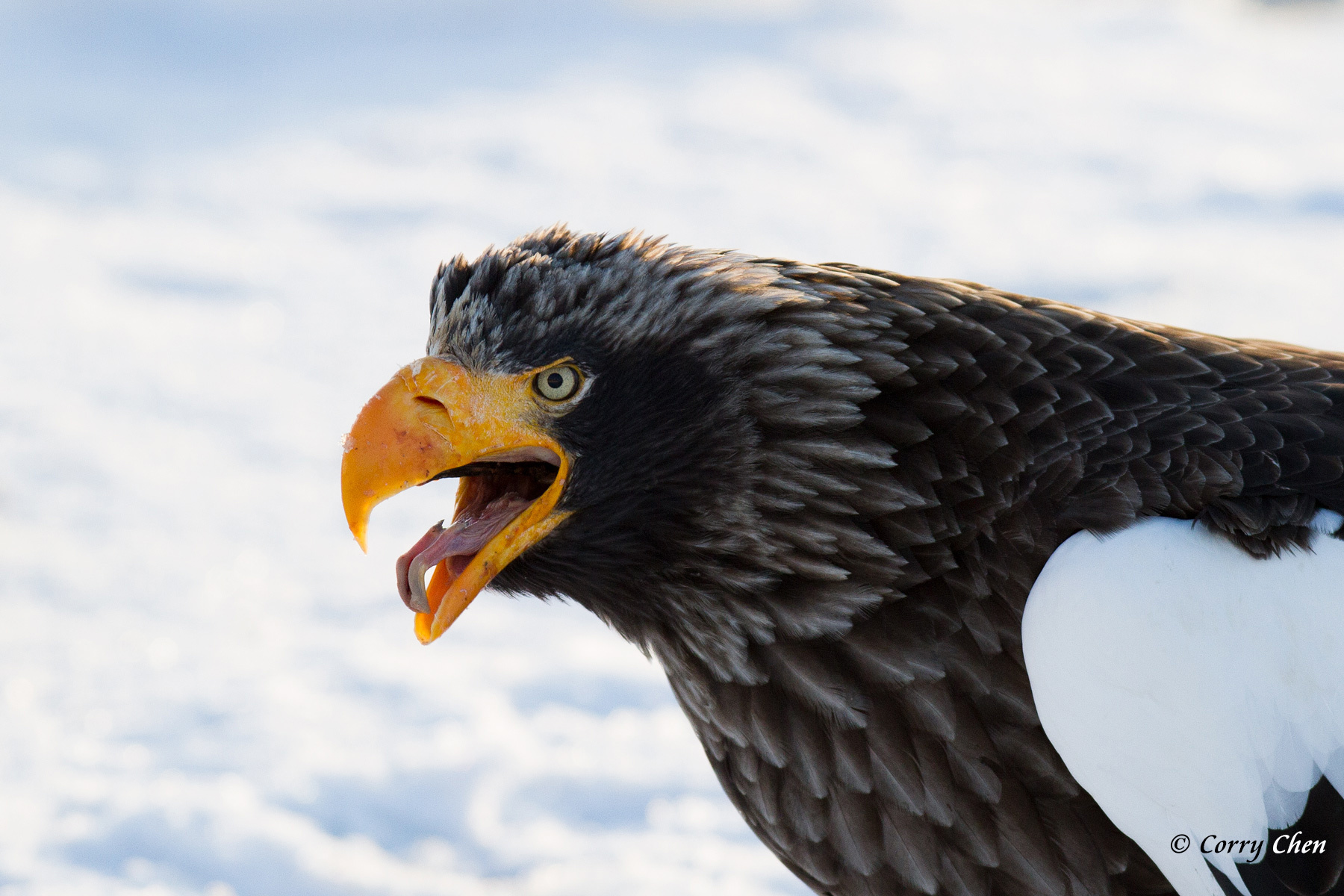 Animal Bird Of Prey Eagle Steller 039 S Sea Eagle 1800x1200