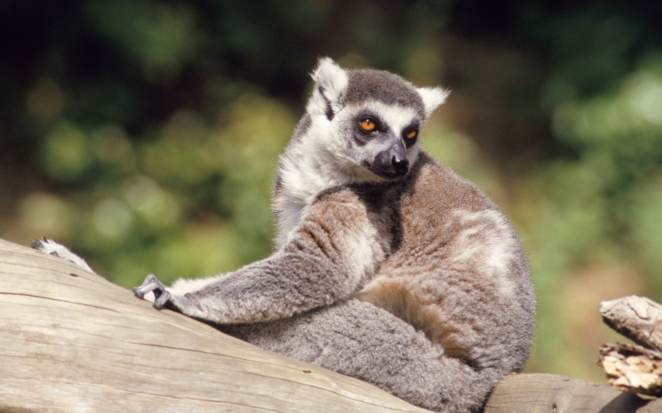 Animal Lemur 2560x1600