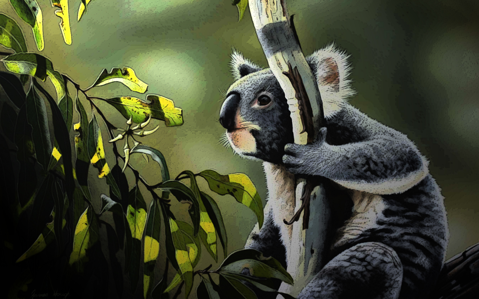 Animal Koala 1680x1050