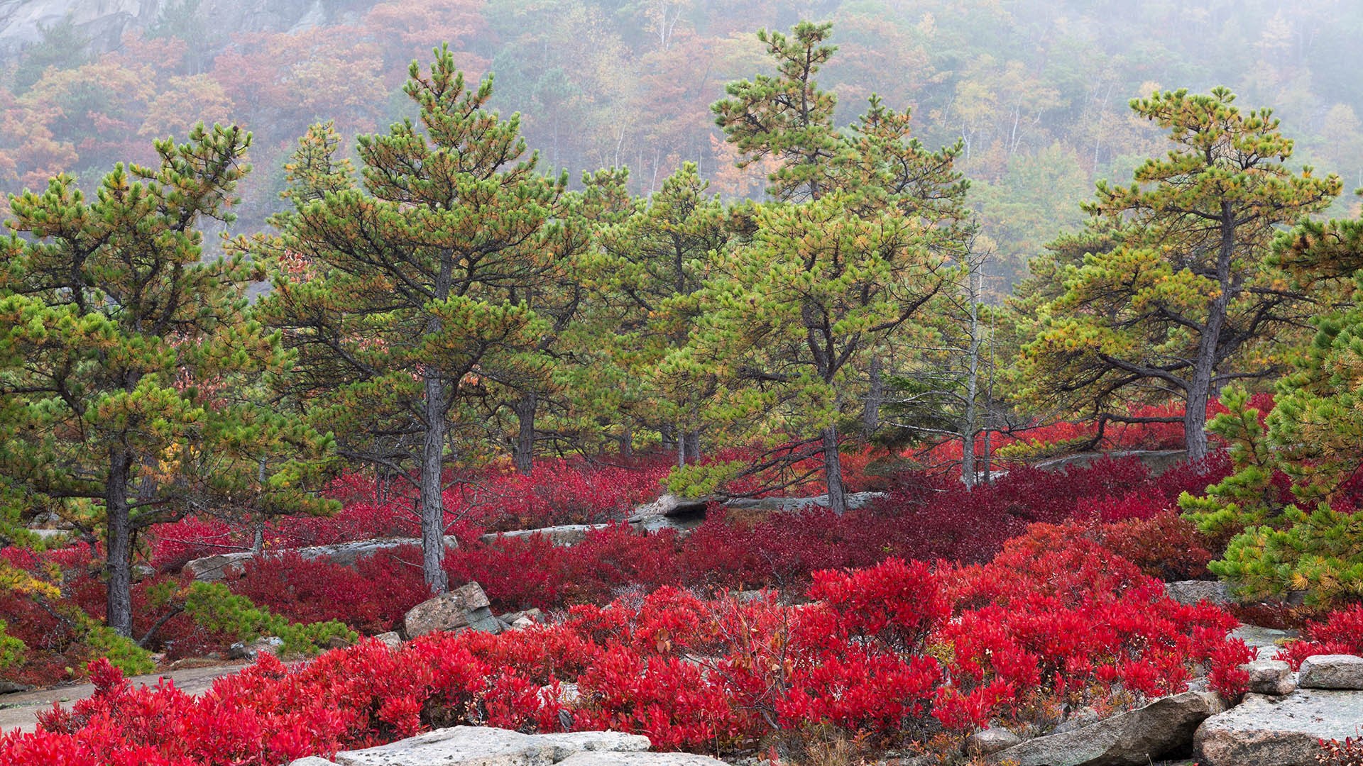 Nature Landscape Trees Plants Leaves Rocks Mountains Fall Blueberries Maine USA 1920x1080