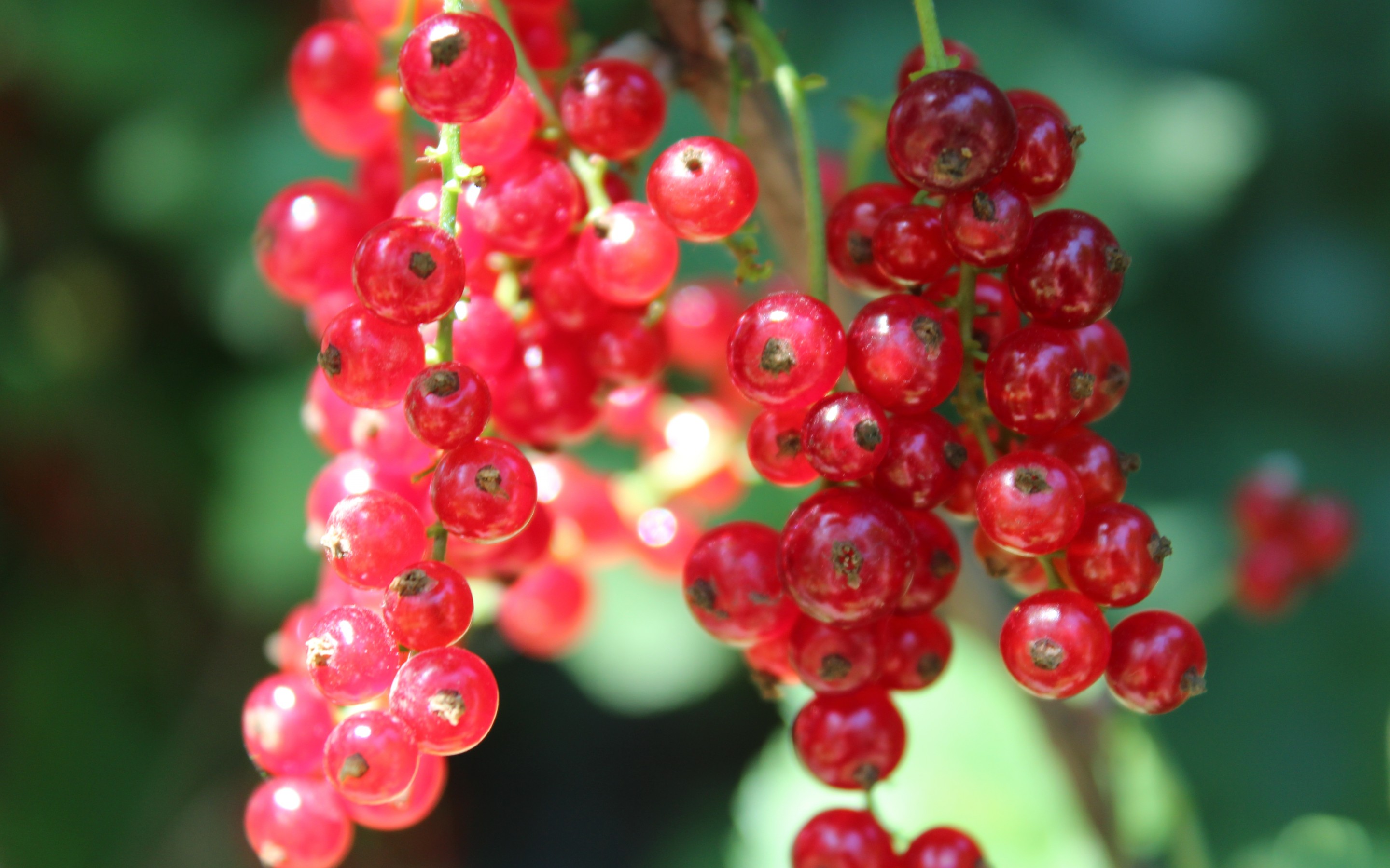 Food Currants 2880x1800