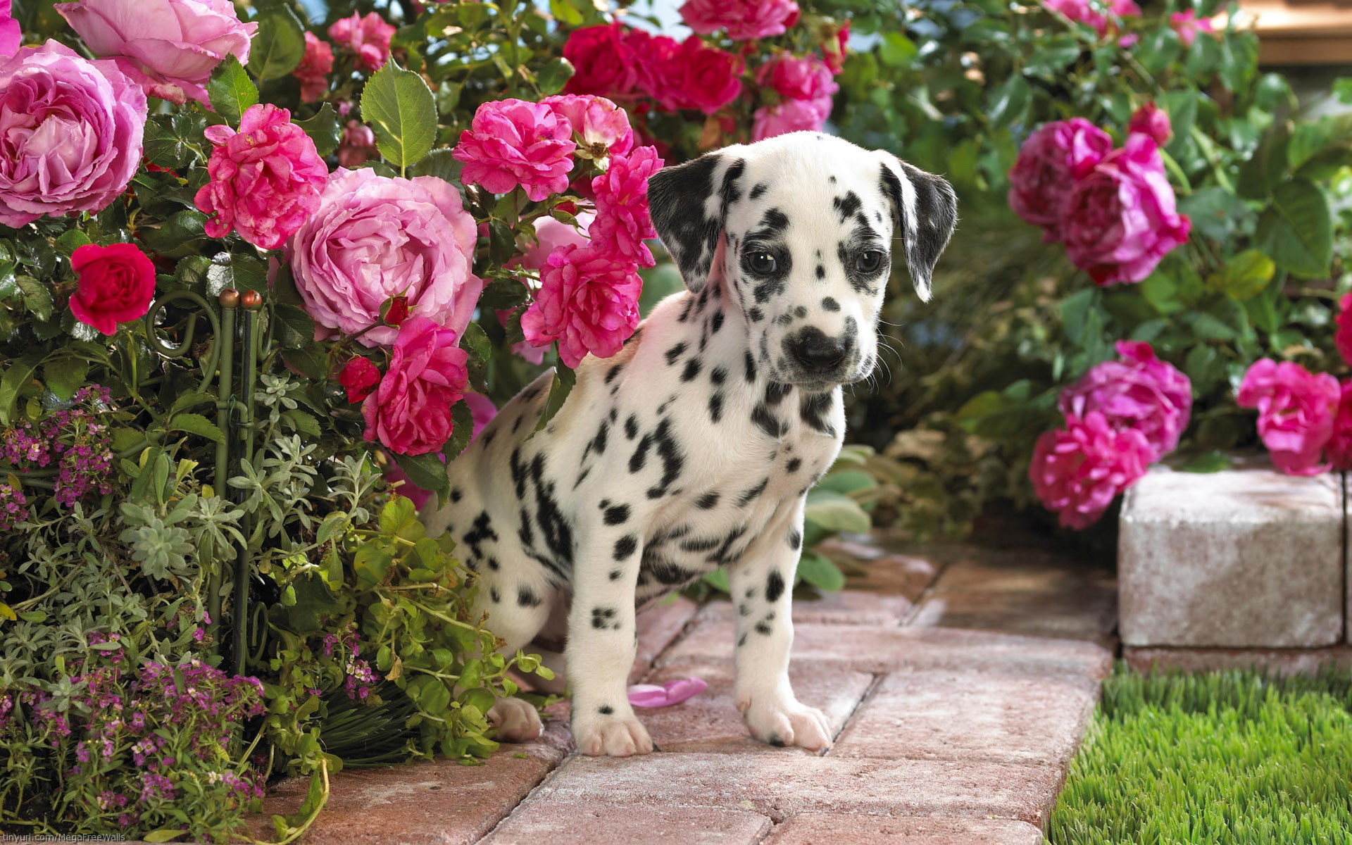 Cute Dalmatian Dog Flower Pink Flower Puppy 1920x1200