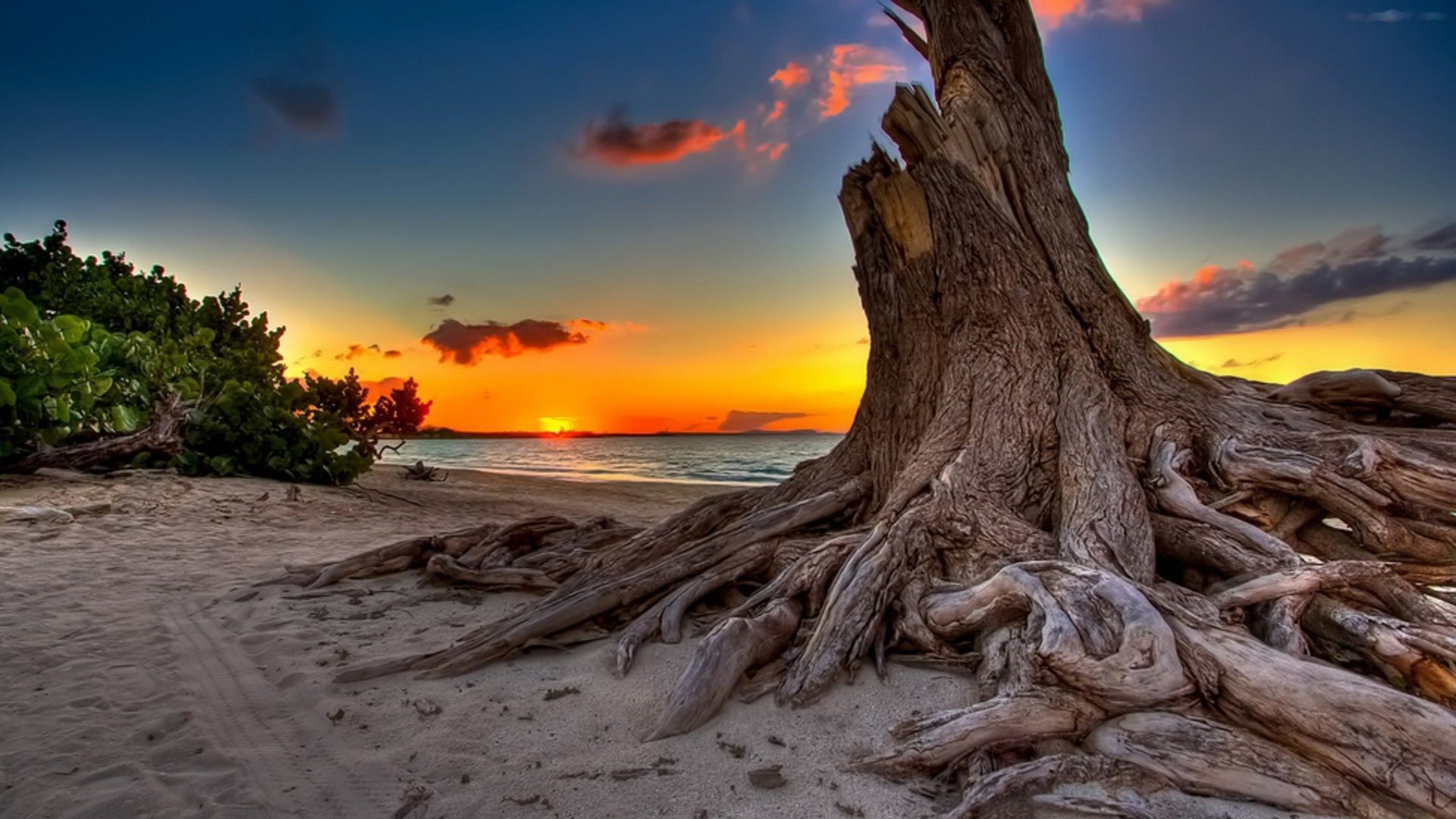 Beach Earth Ocean Sea Stump Sunset Tree 1920x1080