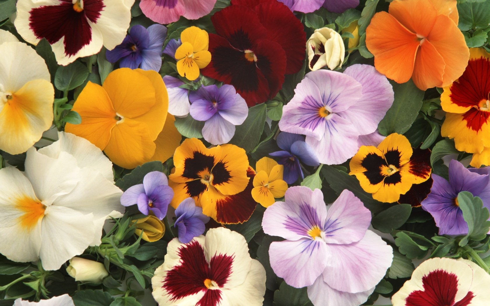Close Up Colorful Earth Flower Pansy 1680x1050