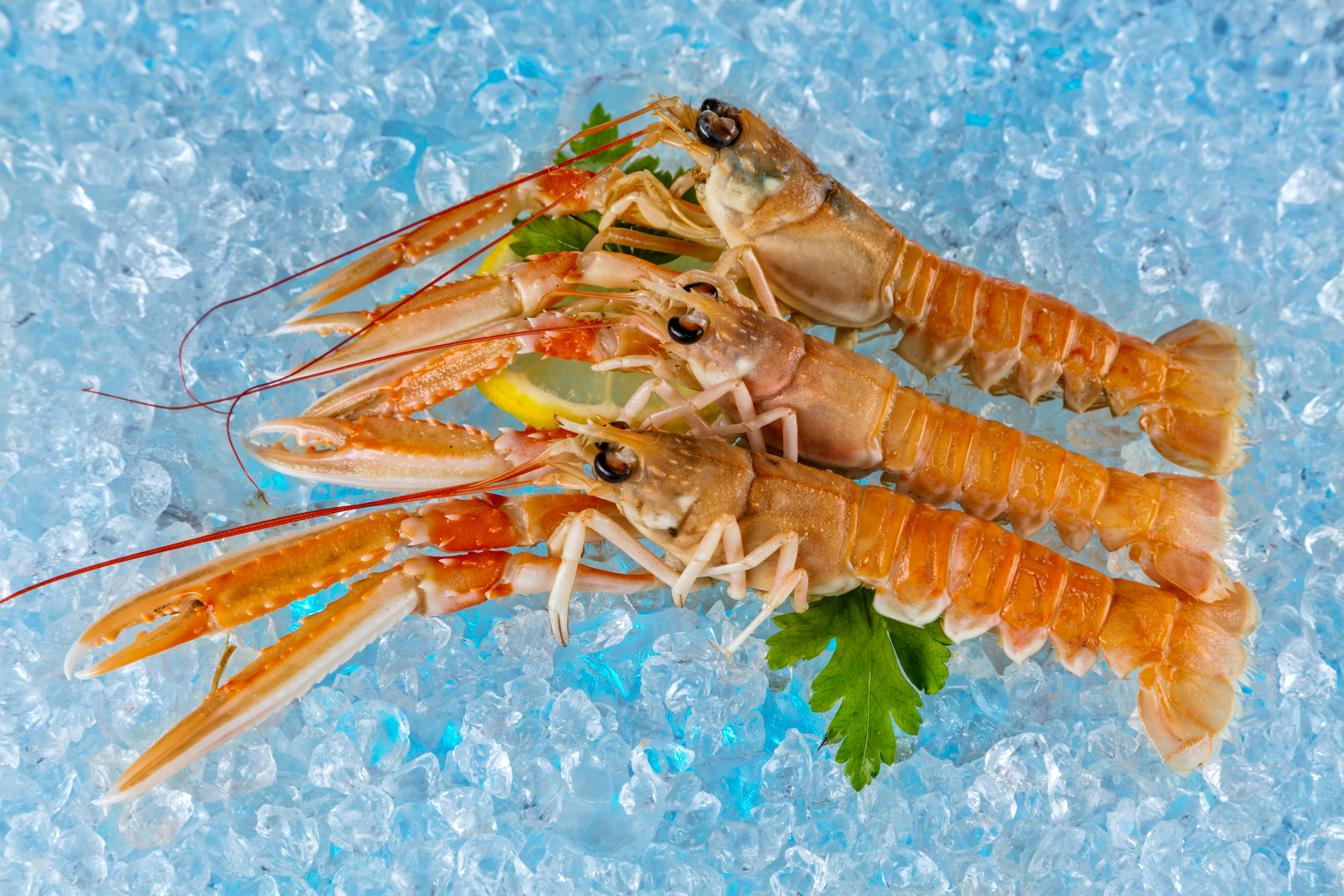 Ice Seafood Shrimp 6480x4320