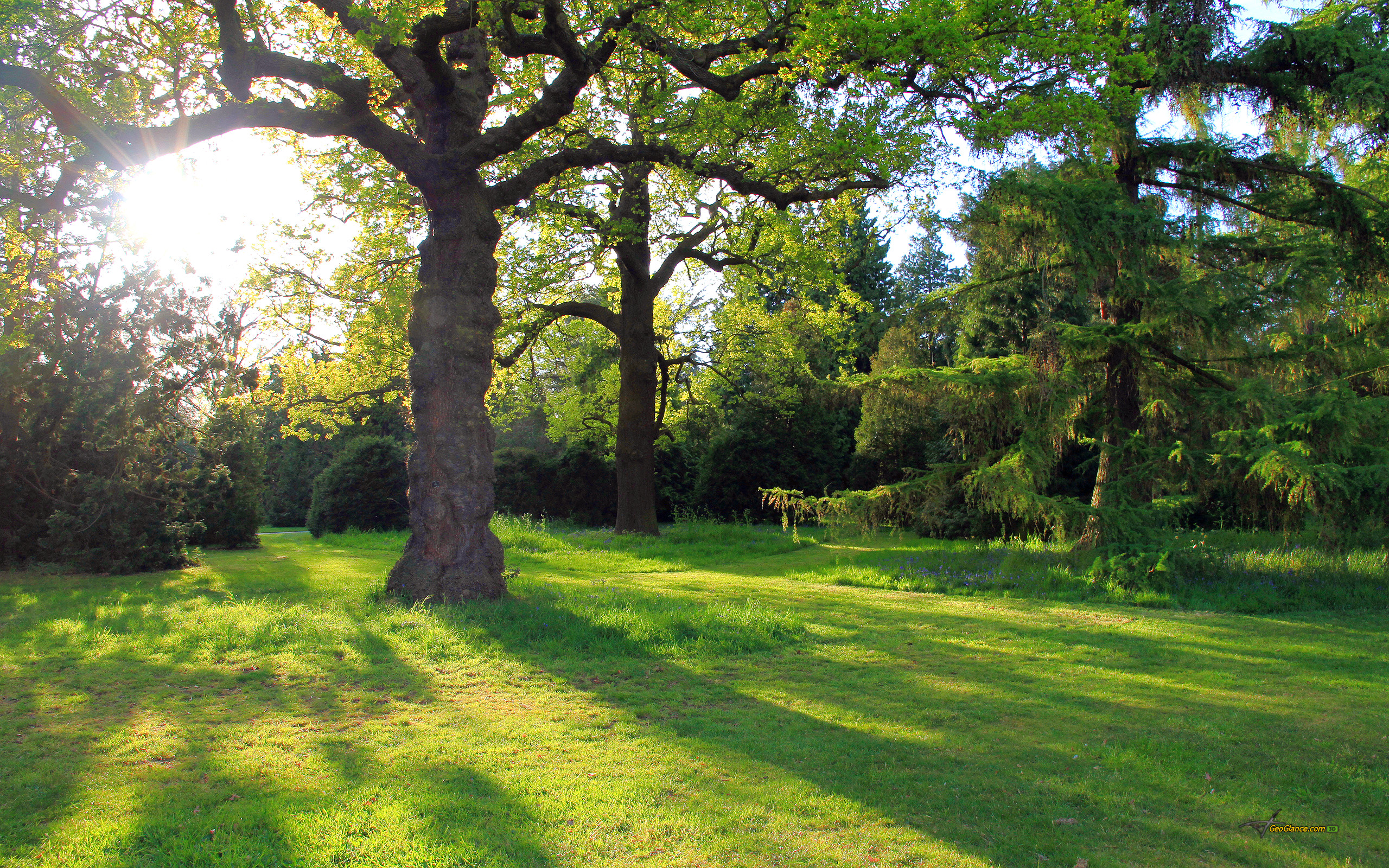 Earth Oak Tree 2560x1600