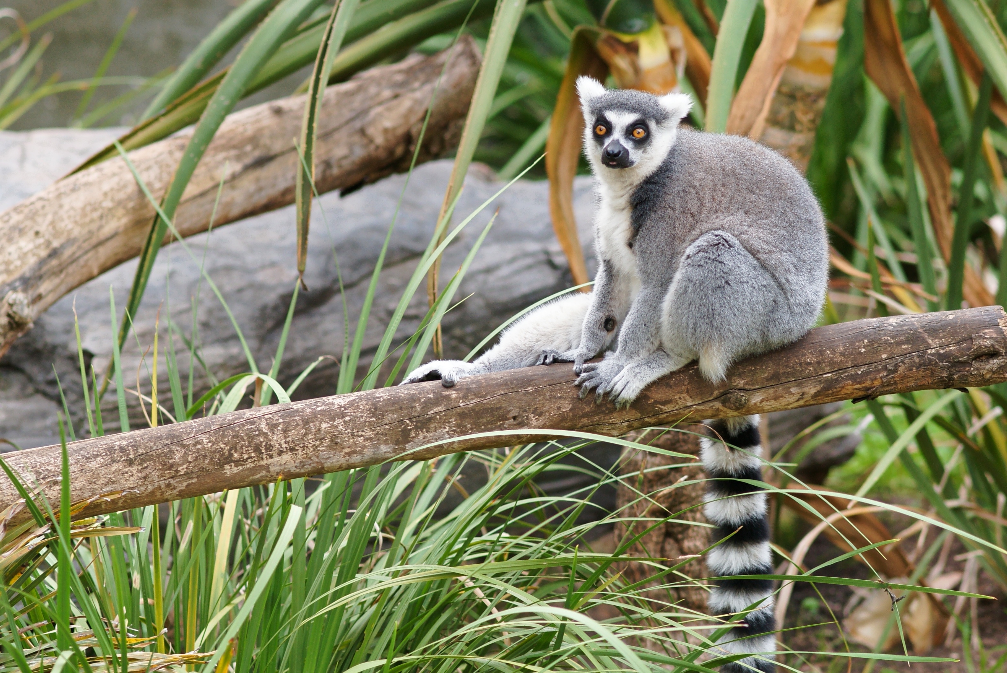 Animal Lemur 3254x2174